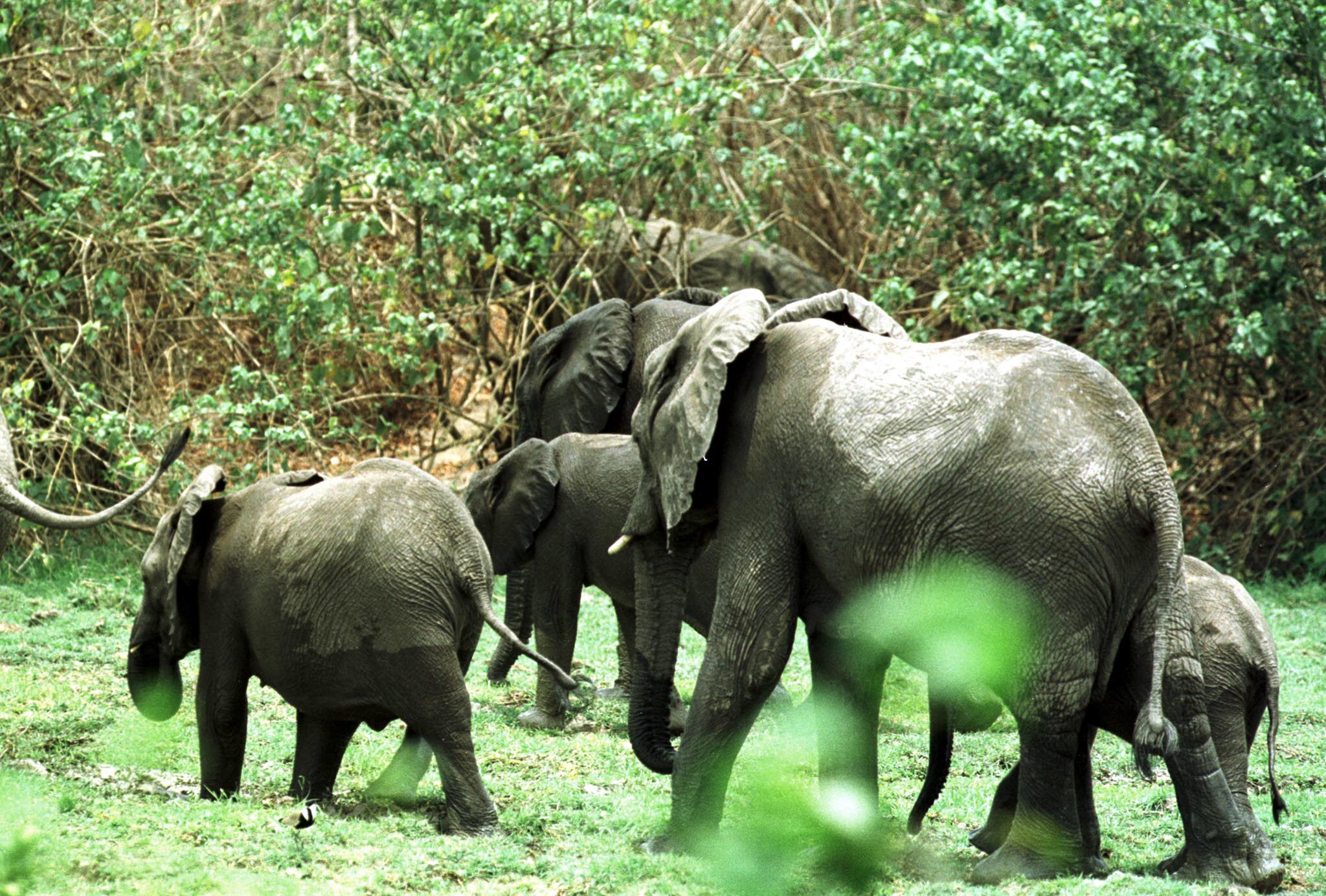 “Tornou-se um parque dos elefantes”. Animais destroem plantações em três municípios da província angolana do Bengo