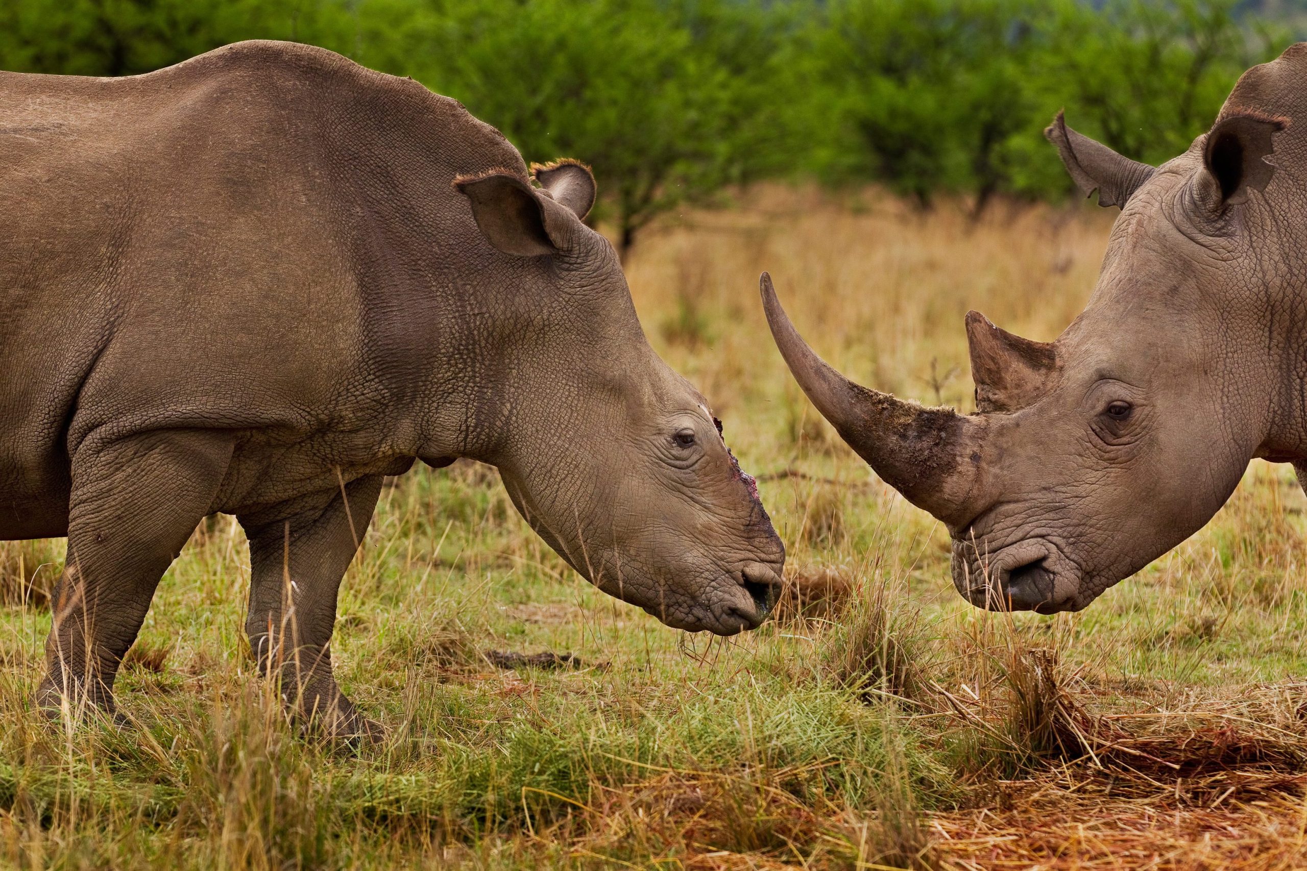 Malásia apreende 18 cornos de rinoceronte vindos de Moçambique