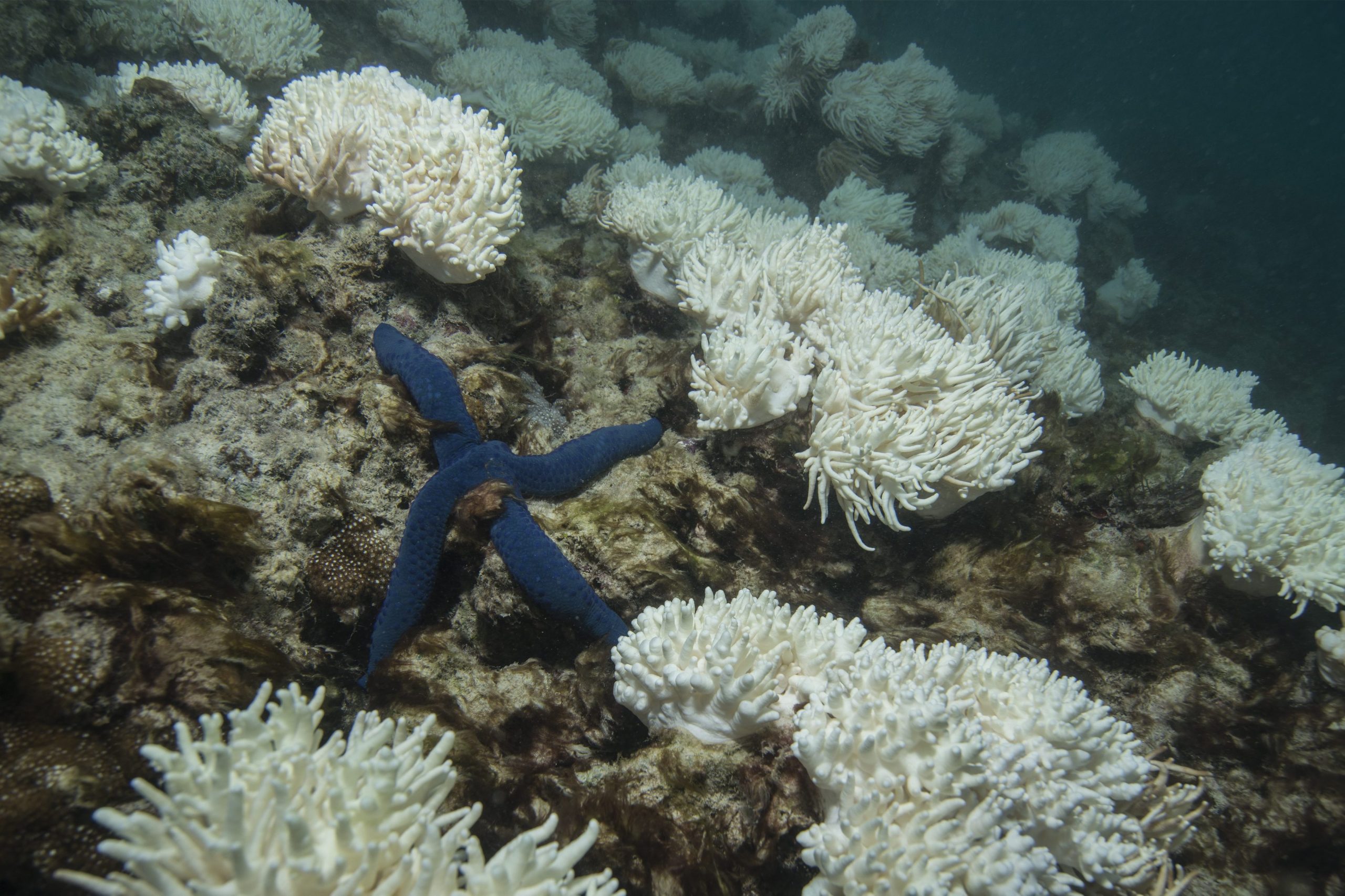 A Grande Barreira de Coral corre o risco de sofrer mais um branqueamento e nem La Niña pode impedi-lo