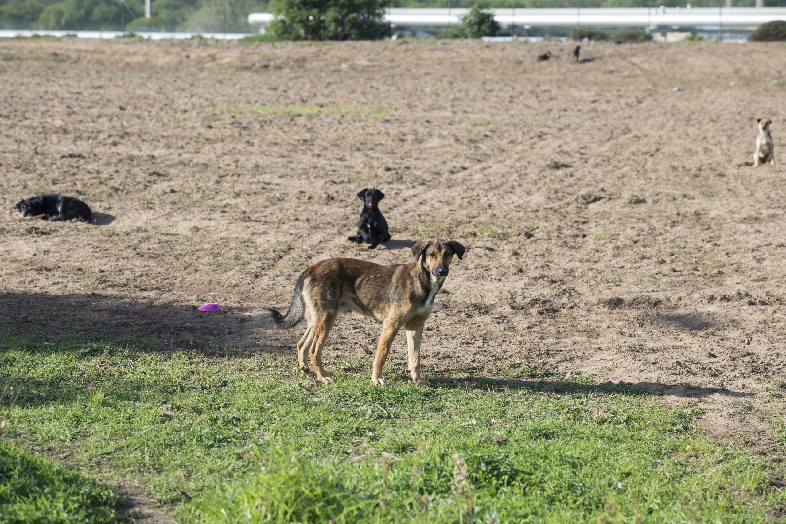 Animais. “Governo não pode desmantelar a DGAV”, diz a Confederação Nacional da Agricultura