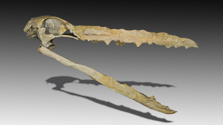 Restos de ave gigante pré-histórica encontrados na Antártida