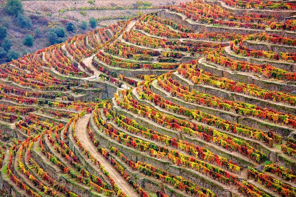 Meetings from Douro – Magellan World: O projeto que aposta num Douro cada vez mais mundial