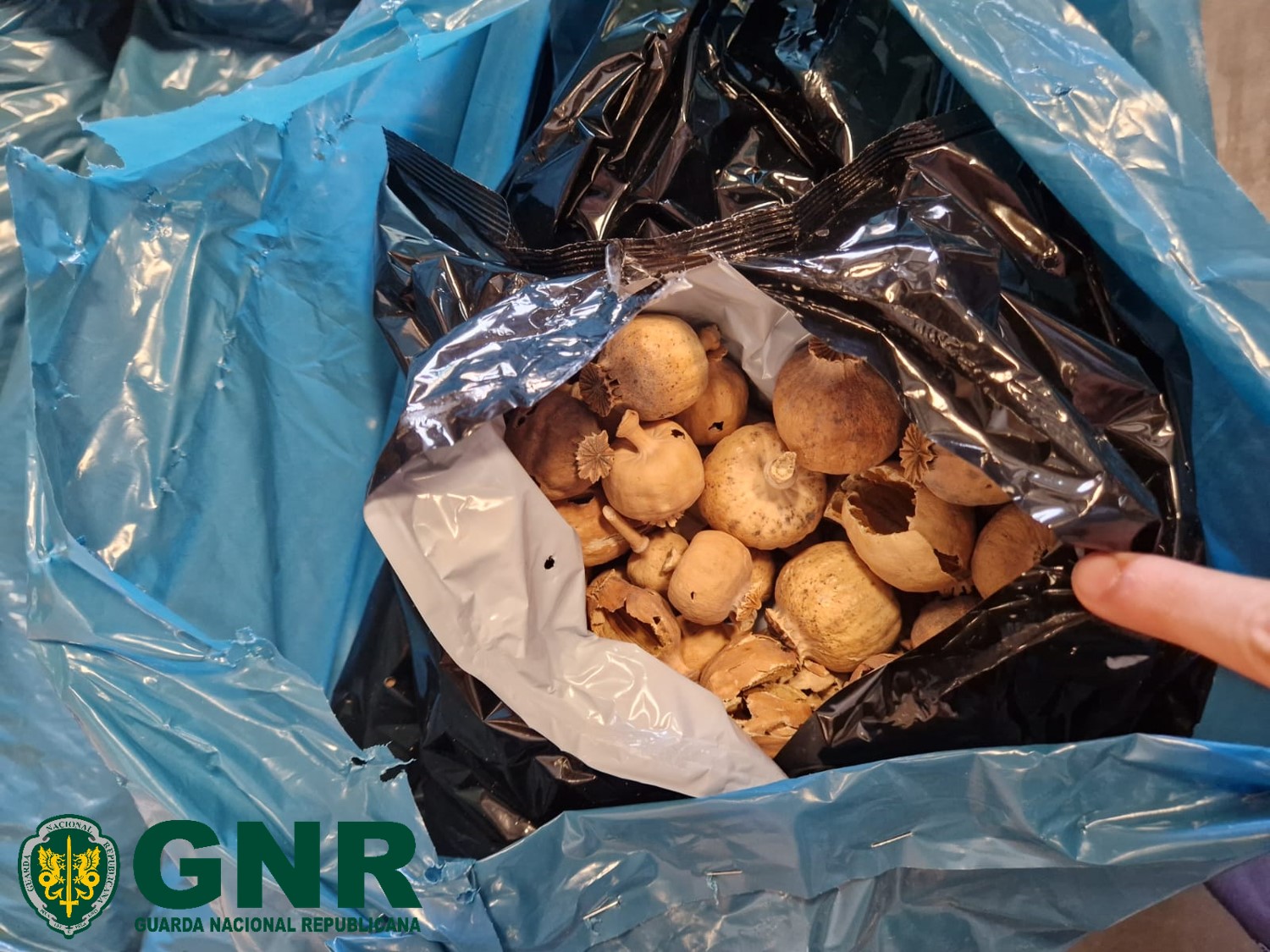 640 quilos de papoila seca apreendidos em Vialonga. Como é transformada em droga?