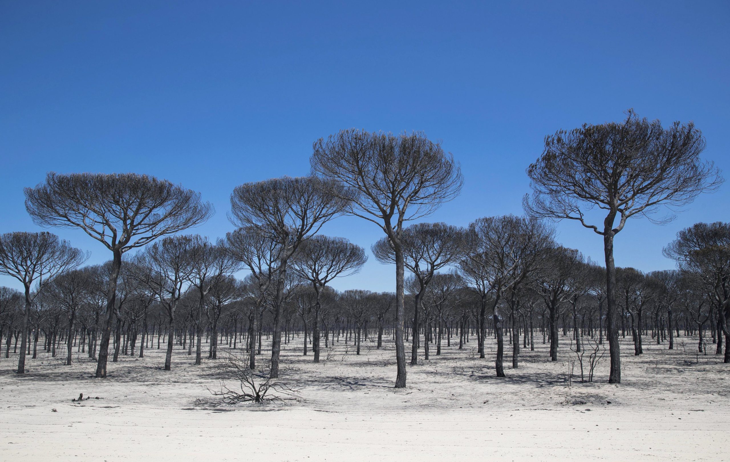 Espanha: Fogo de Huelva afetou mais de oito mil hectares
