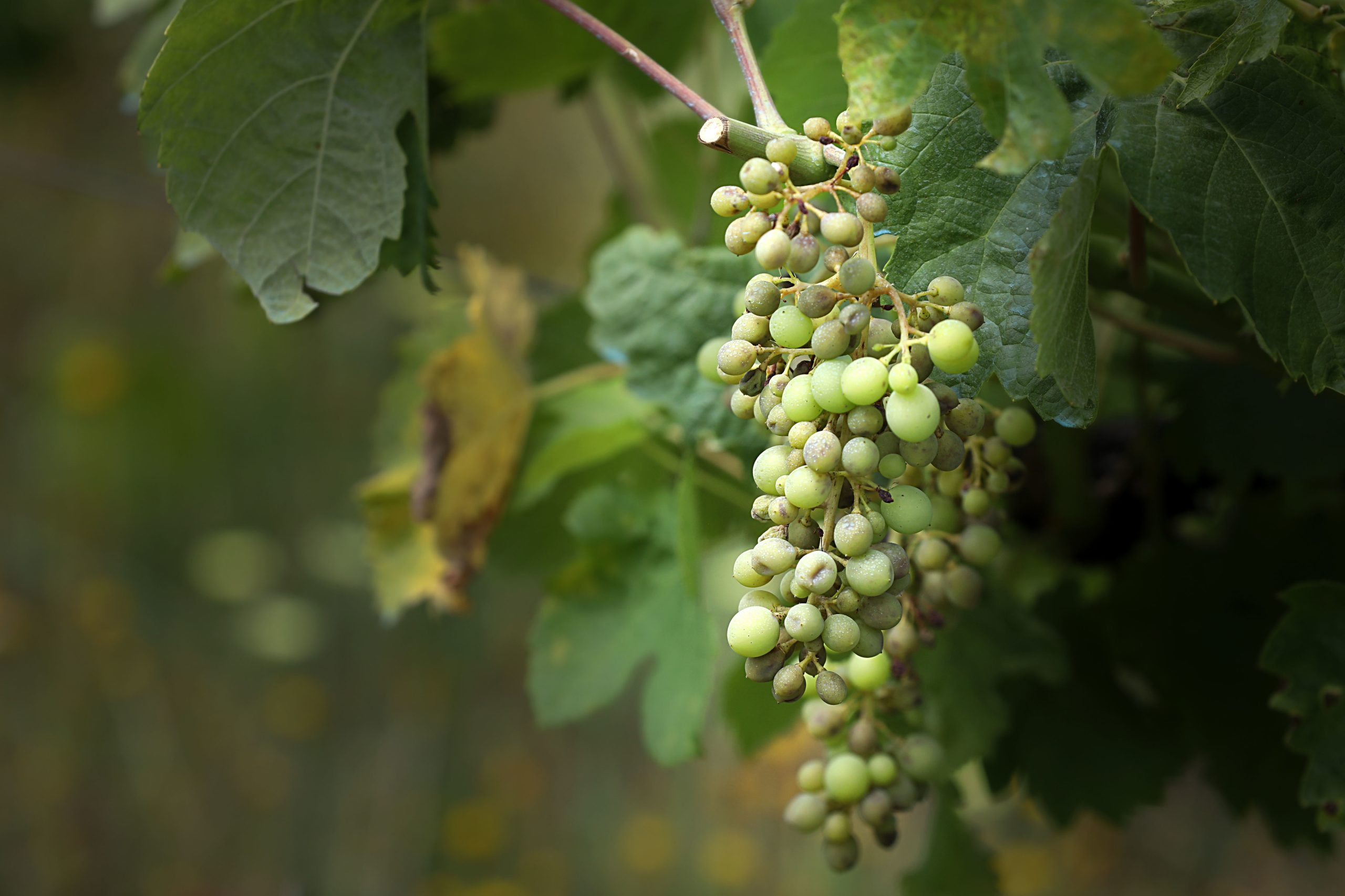 ASAE apreende mais de 4.800 litros de vinho e bebidas alcoólicas adulteradas