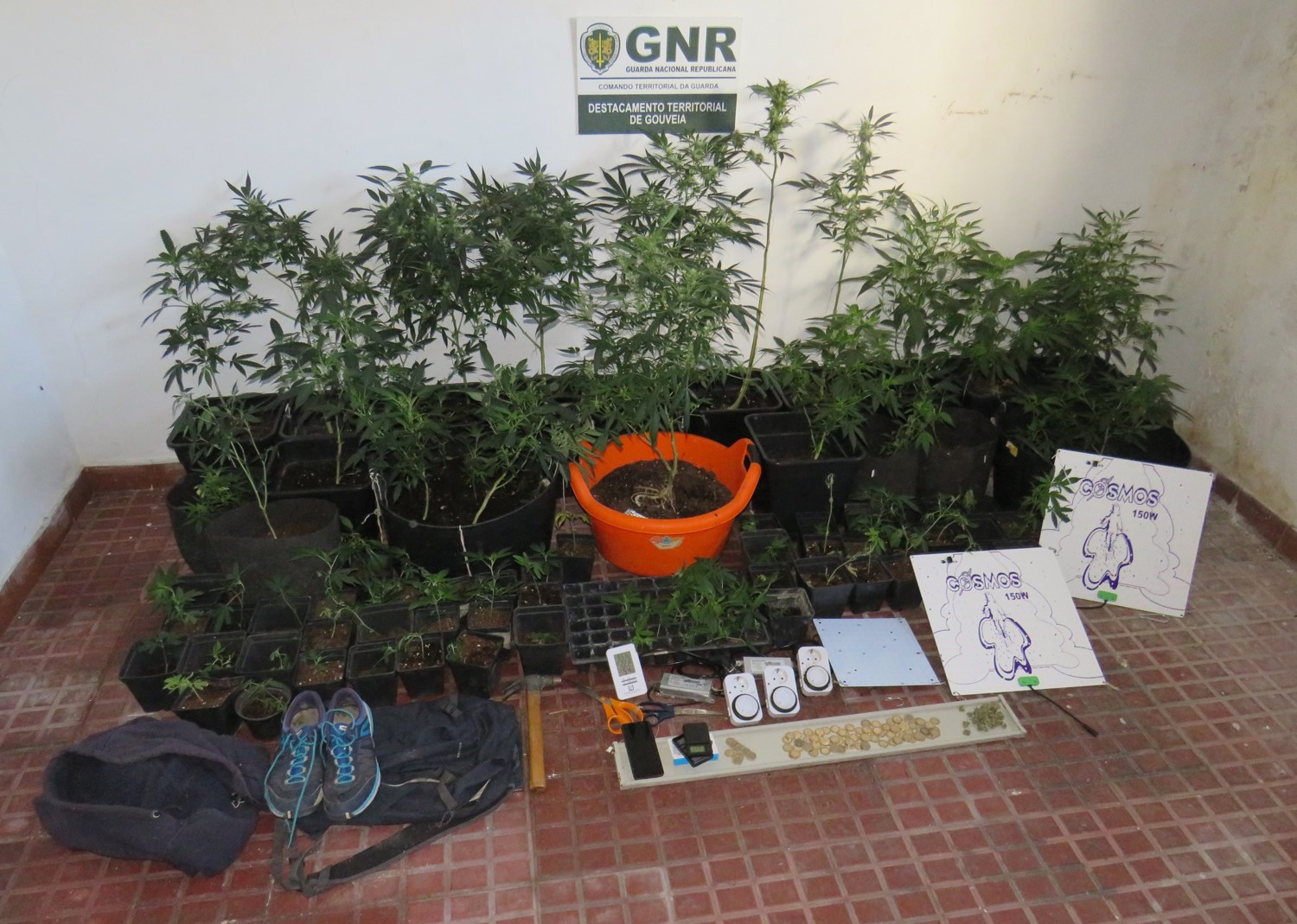 Homem detido por cultivo de canábis em Fornos de Algodres