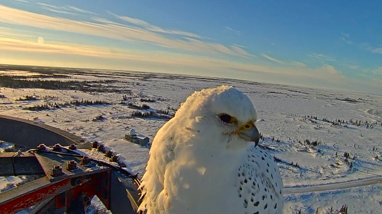 Câmaras captam imagens de uma ave rara no Canadá