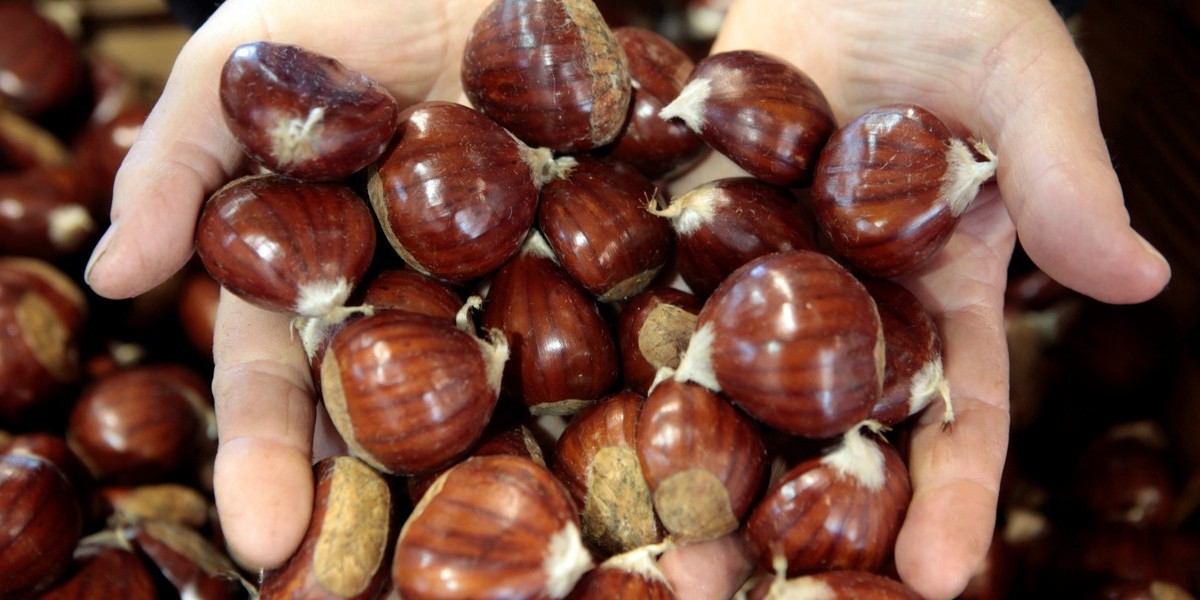 Cinco pessoas identificadas por alegado furto de castanhas em Alfândega da Fé