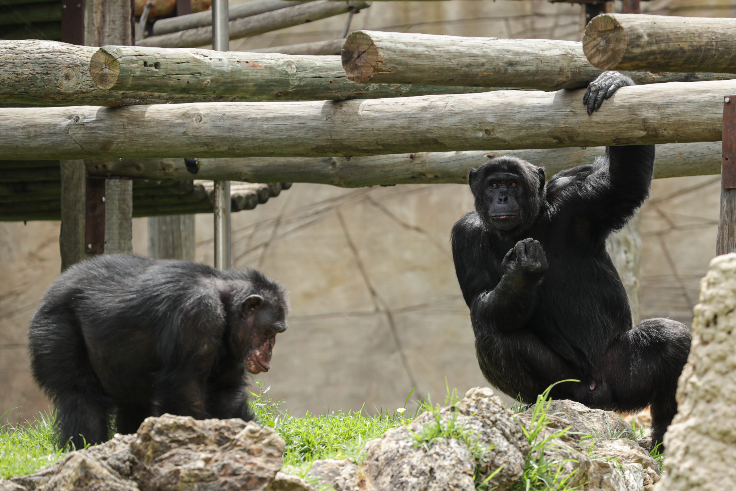 Chimpanzés “apertam as mãos” de acordo com o seu grupo. Gesto é “uma espécie de ritual”