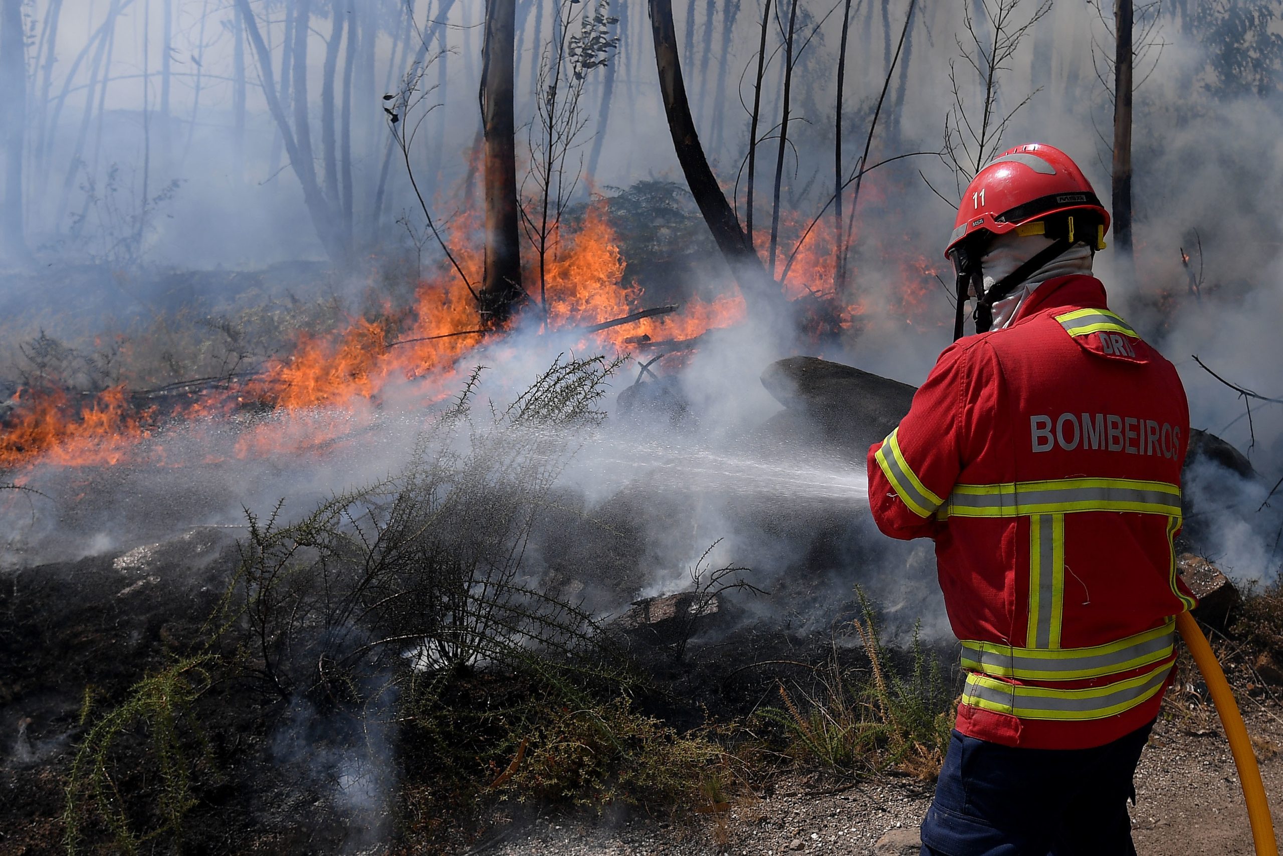 Mulher de 32 anos presa por incêndio que consumiu meio hectare de floresta