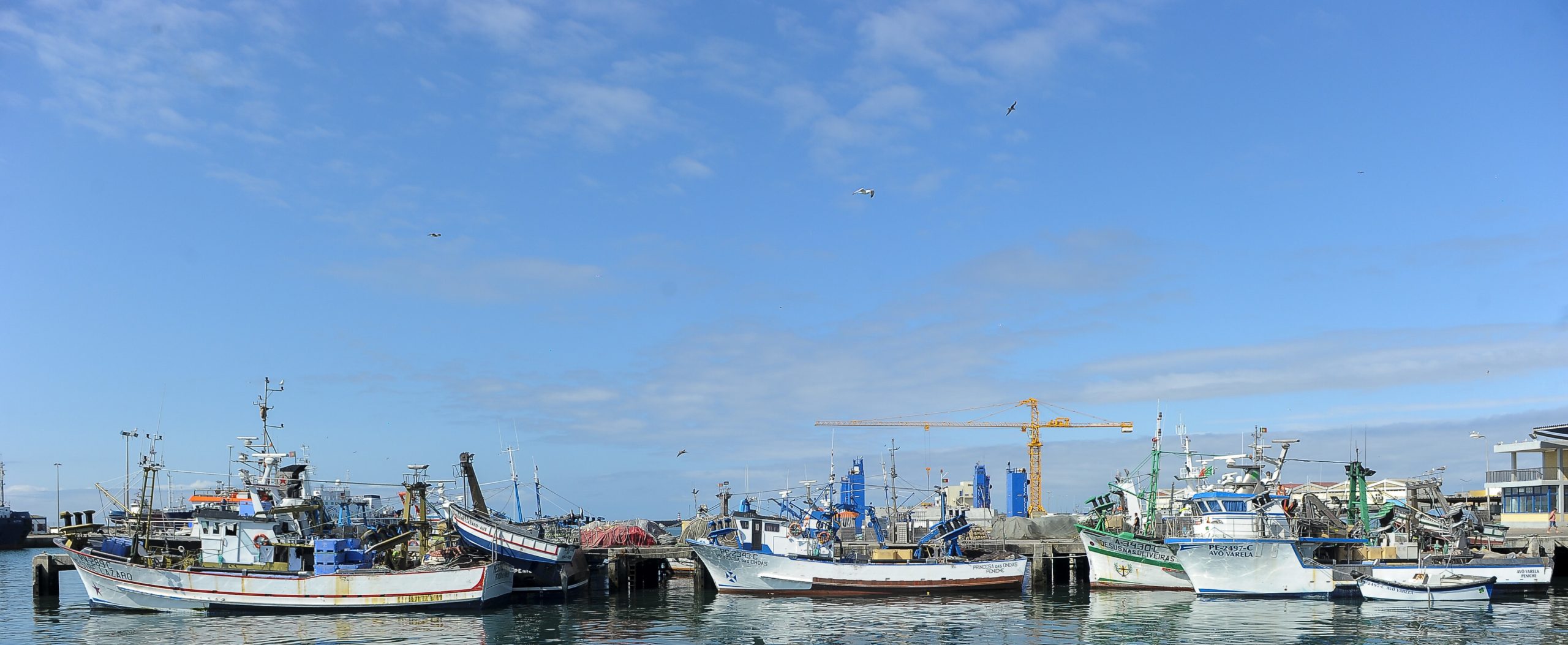 Pesca do biqueirão pode ser encerrada “muito brevemente”, Portugal já utilizou 80% da quota