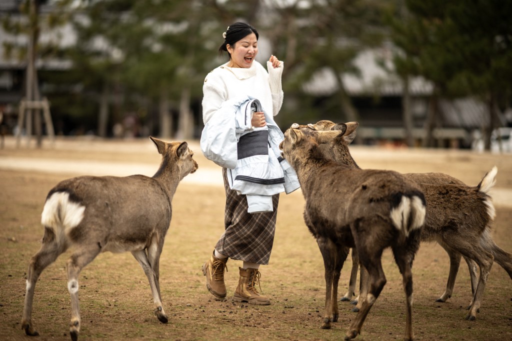 Brigada de limpeza protege veados do lixo dos turistas num dos parques mais famosos do Japão