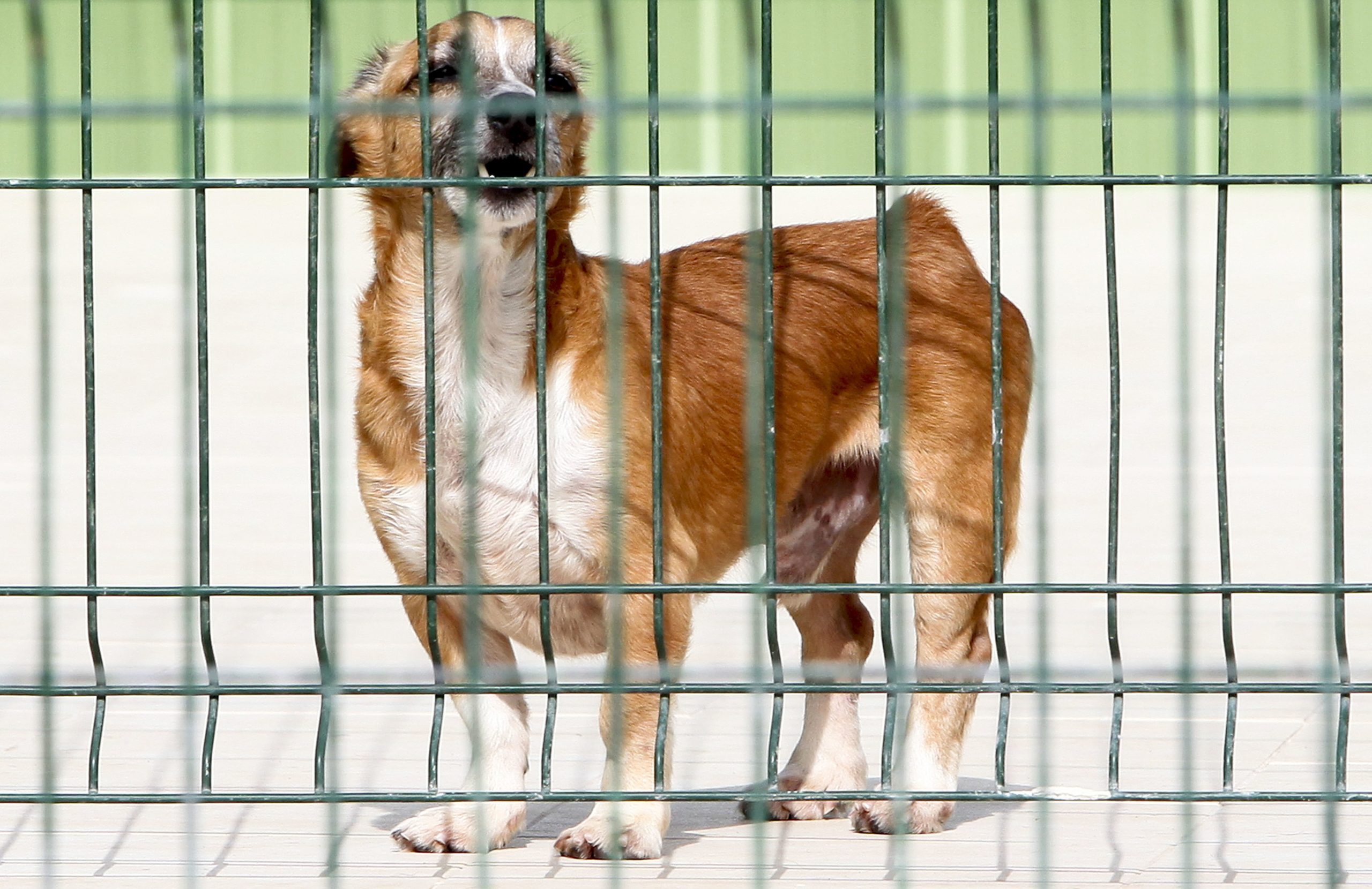 Casos “graves” como o de Santo Tirso resolvem-se com educação, defendem veterinários municipais