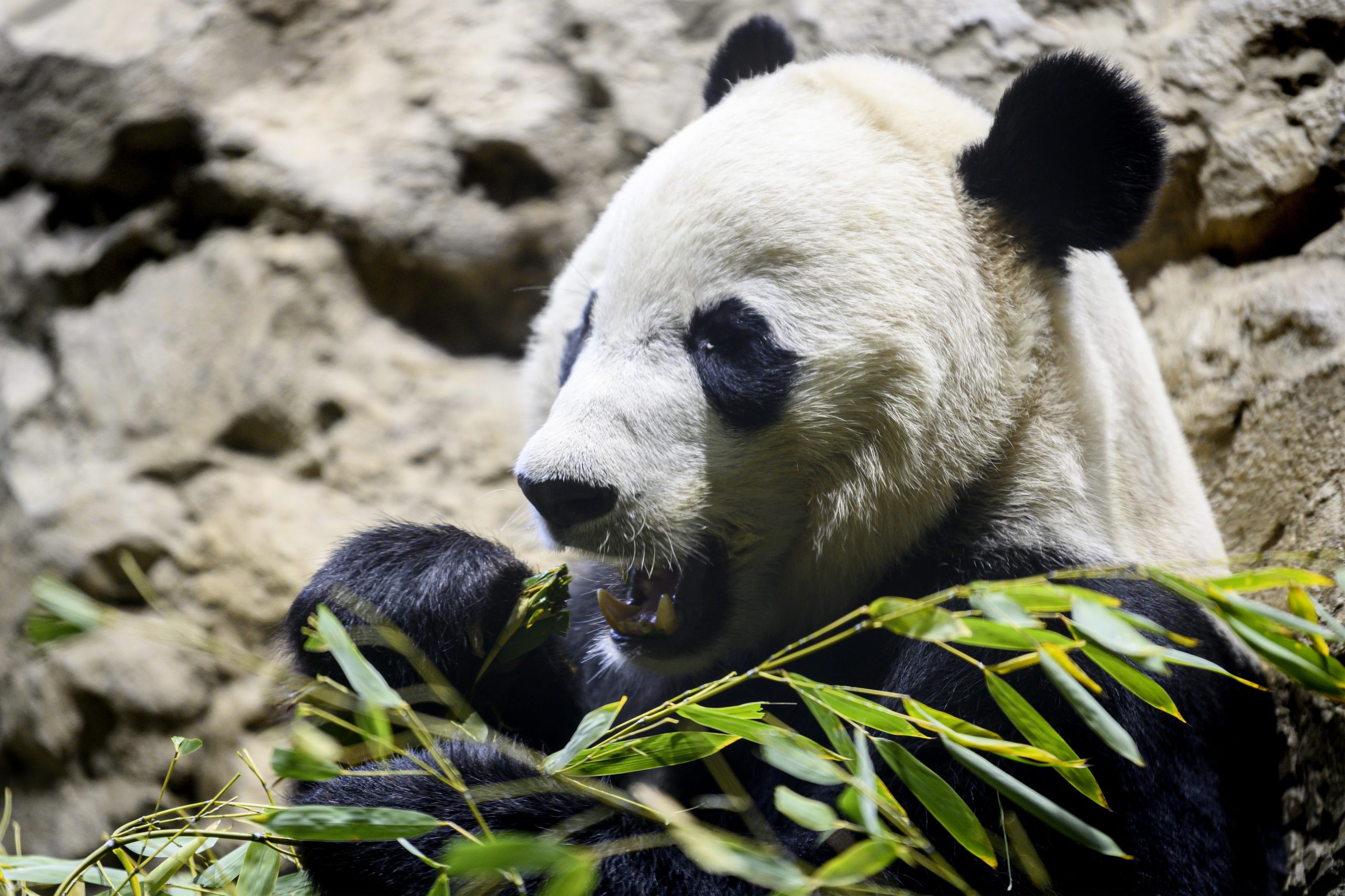 Bye bye, Bei Bei: Washington diz adeus ao seu “tesouro precioso”