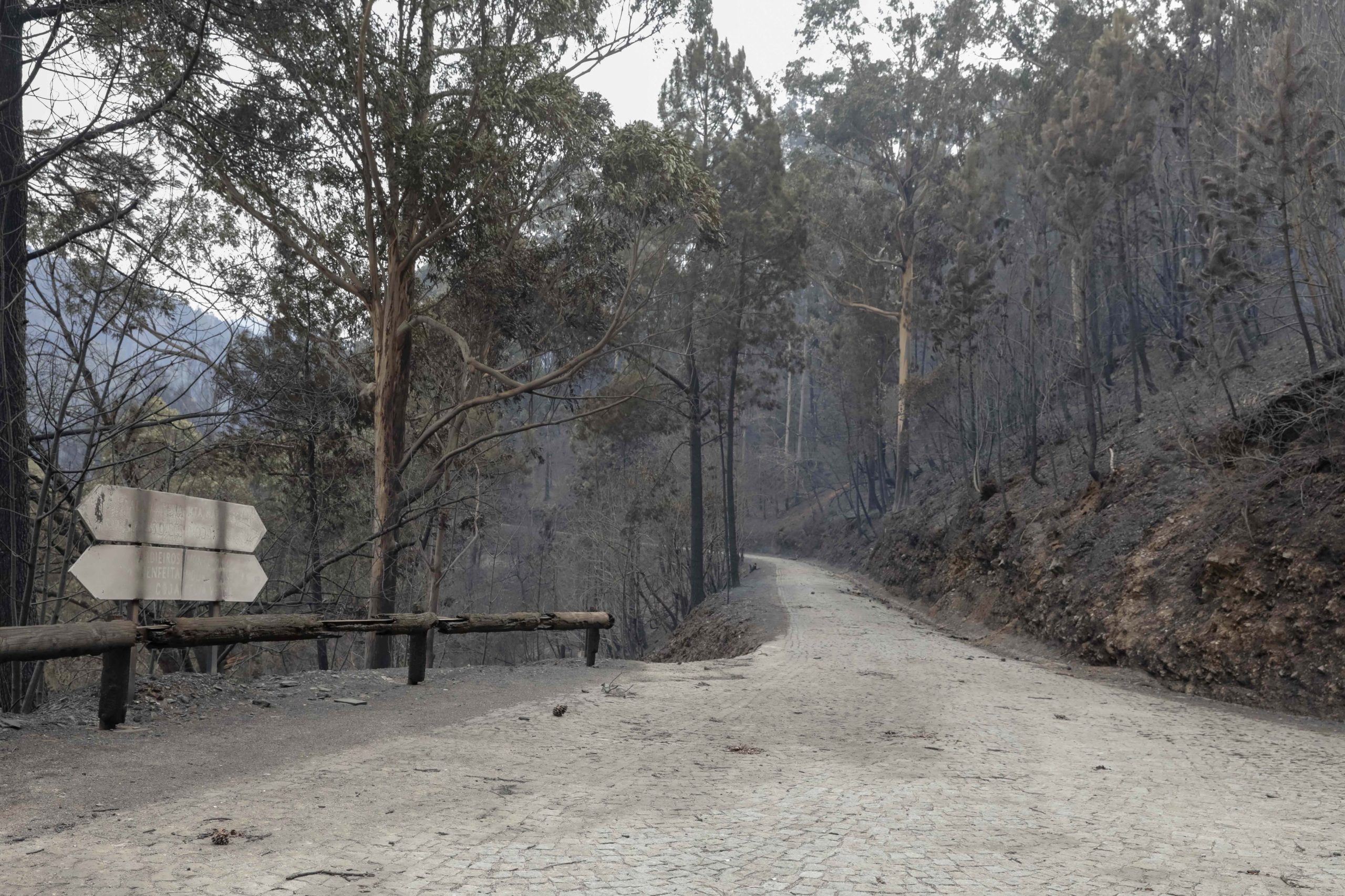Incêndios. Autarca de Vouzela estima que 80% a 90% do concelho tenha sido “arrasado”