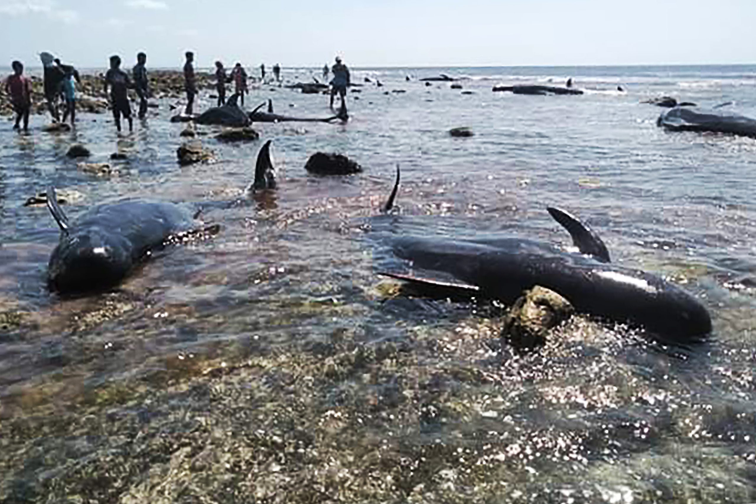 Sete baleias morreram encalhadas numa praia na Indonésia