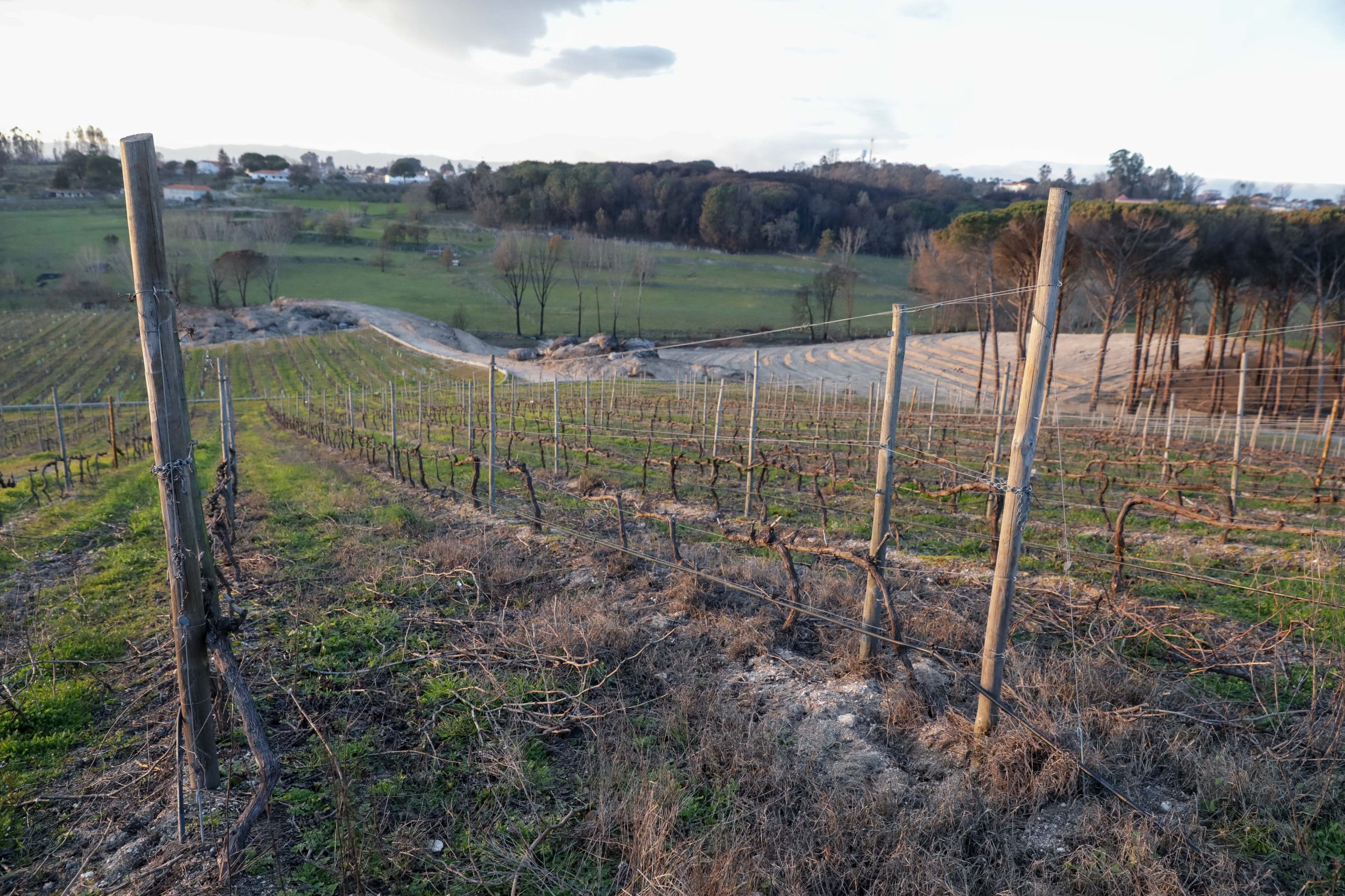 “Escaldão” causa perdas na produção de vinho no Alentejo
