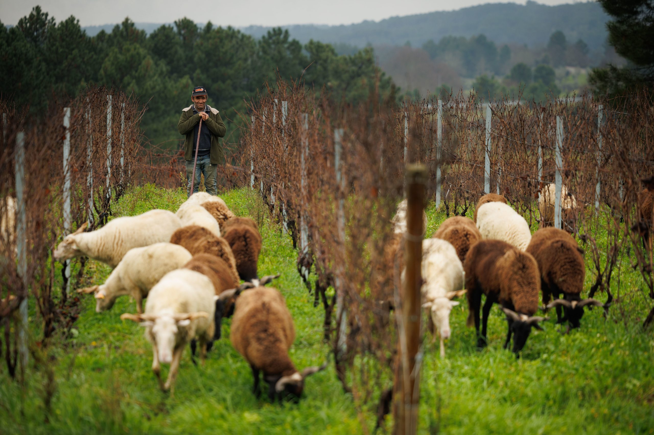 Ovelhas limpam vinha no Douro e preservam vegetação que ajuda a reter água