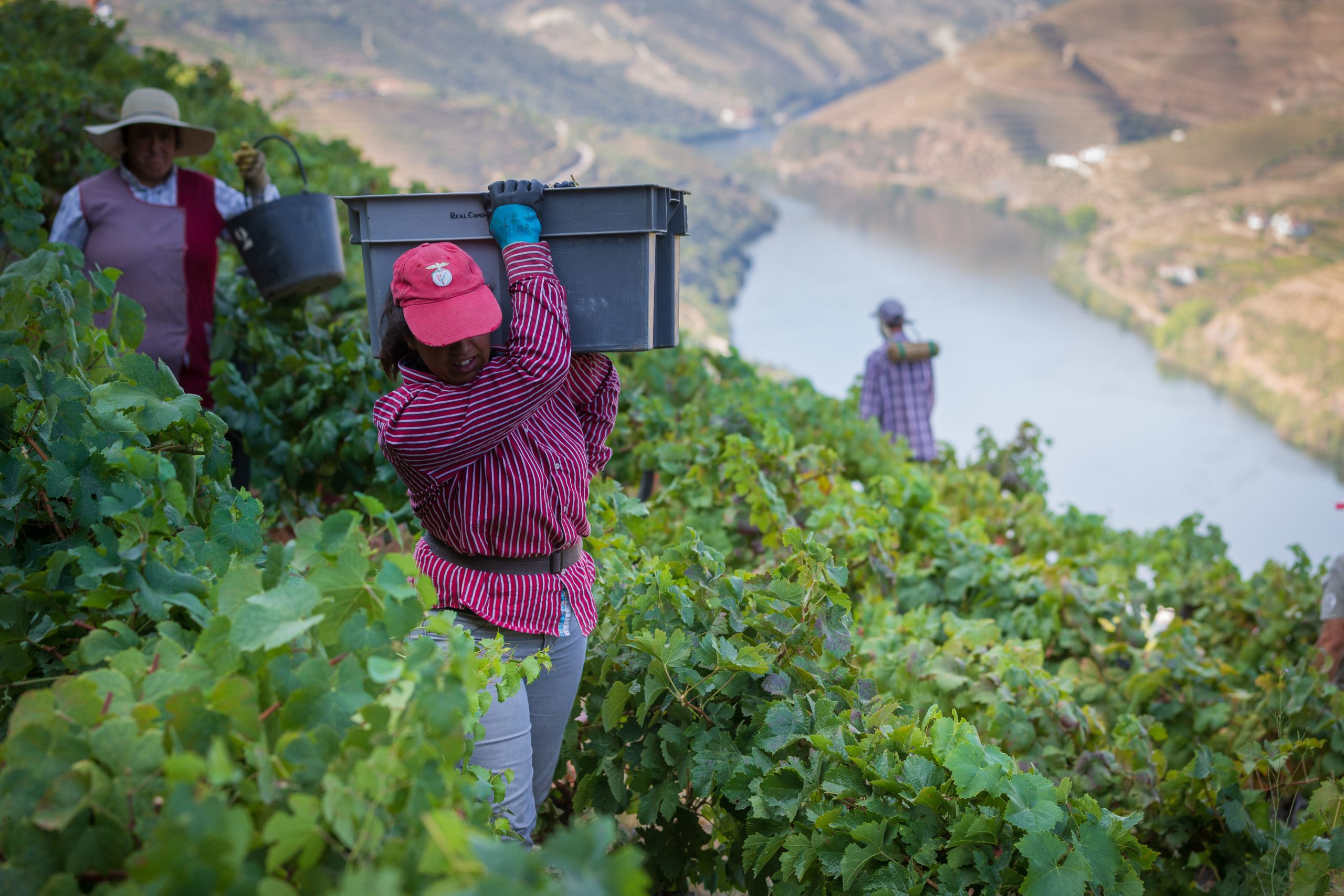 Douro é Cidade Europeia do Vinho em 2023 e tem dezenas de iniciativas programadas