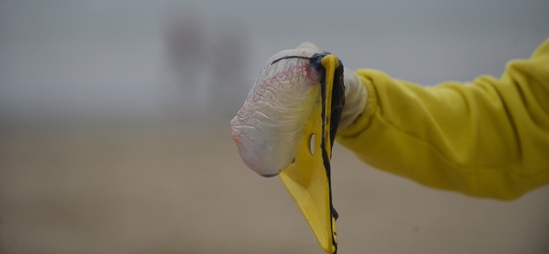 Já se pode ir ao banho nas praias de Carcavelos e de São Pedro do Estoril, mas não na Praia do Magoito em Sintra