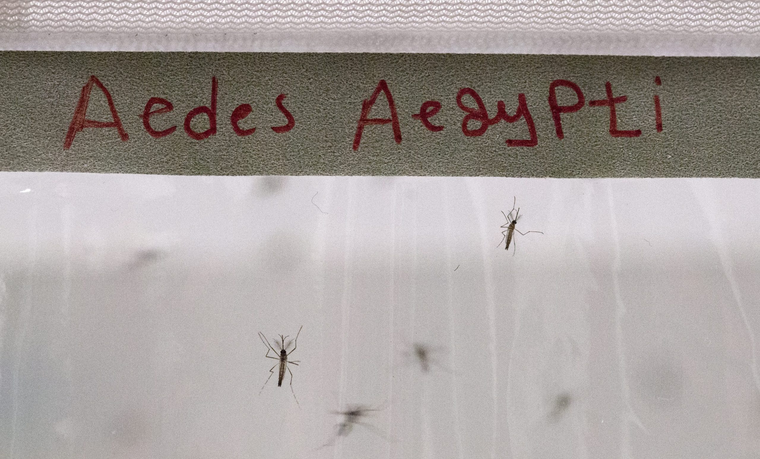 América latina em alerta após registar dois milhões de casos de Dengue