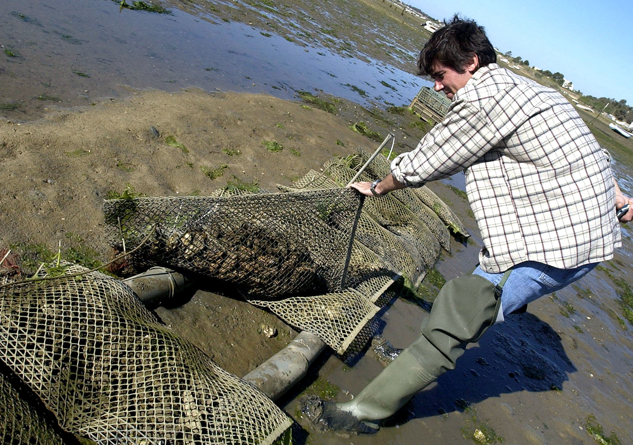 Produção de ostra ganha terreno na Ria Formosa em detrimento da amêijoa