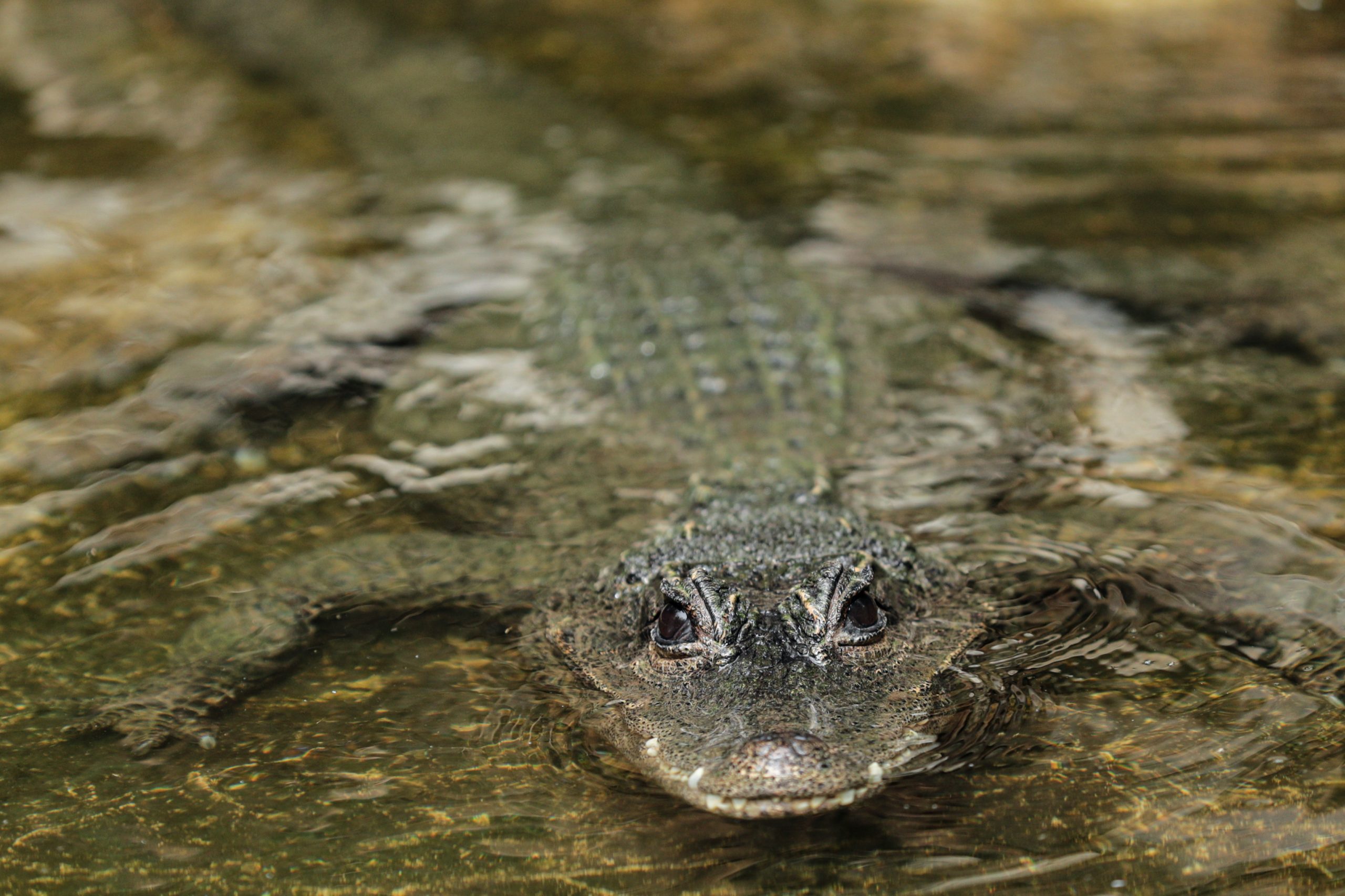 “Tem muita sorte em estar vivo para contar a história”. Homem resgatado das mandíbulas de crocodilo na Austrália