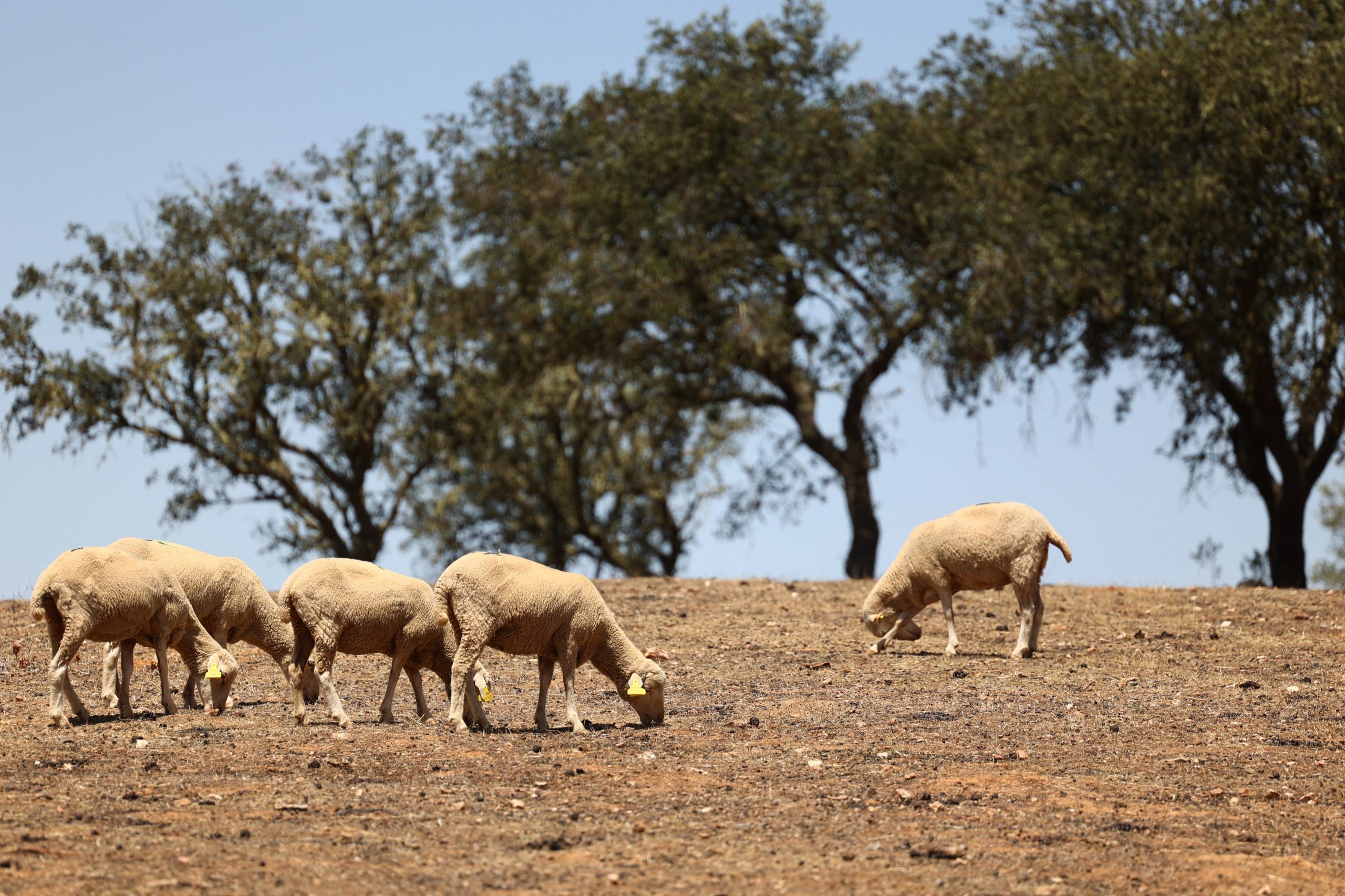 Tarifas: jovens agricultores pedem “reação ponderada”