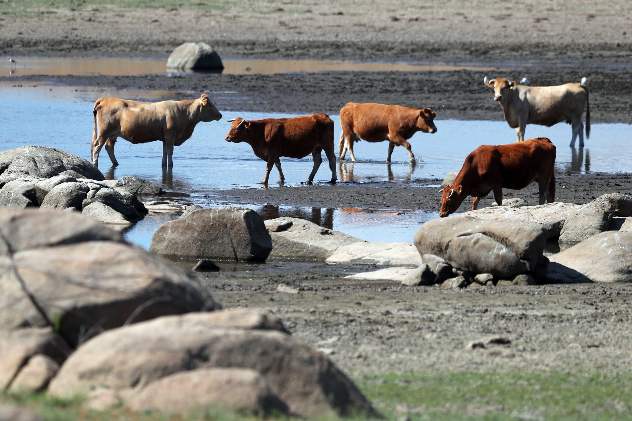 Do mugido da vaca ao cheiro do estrume. Partido Popular asturiano propõe lei para proteger sons e cheiros do campo