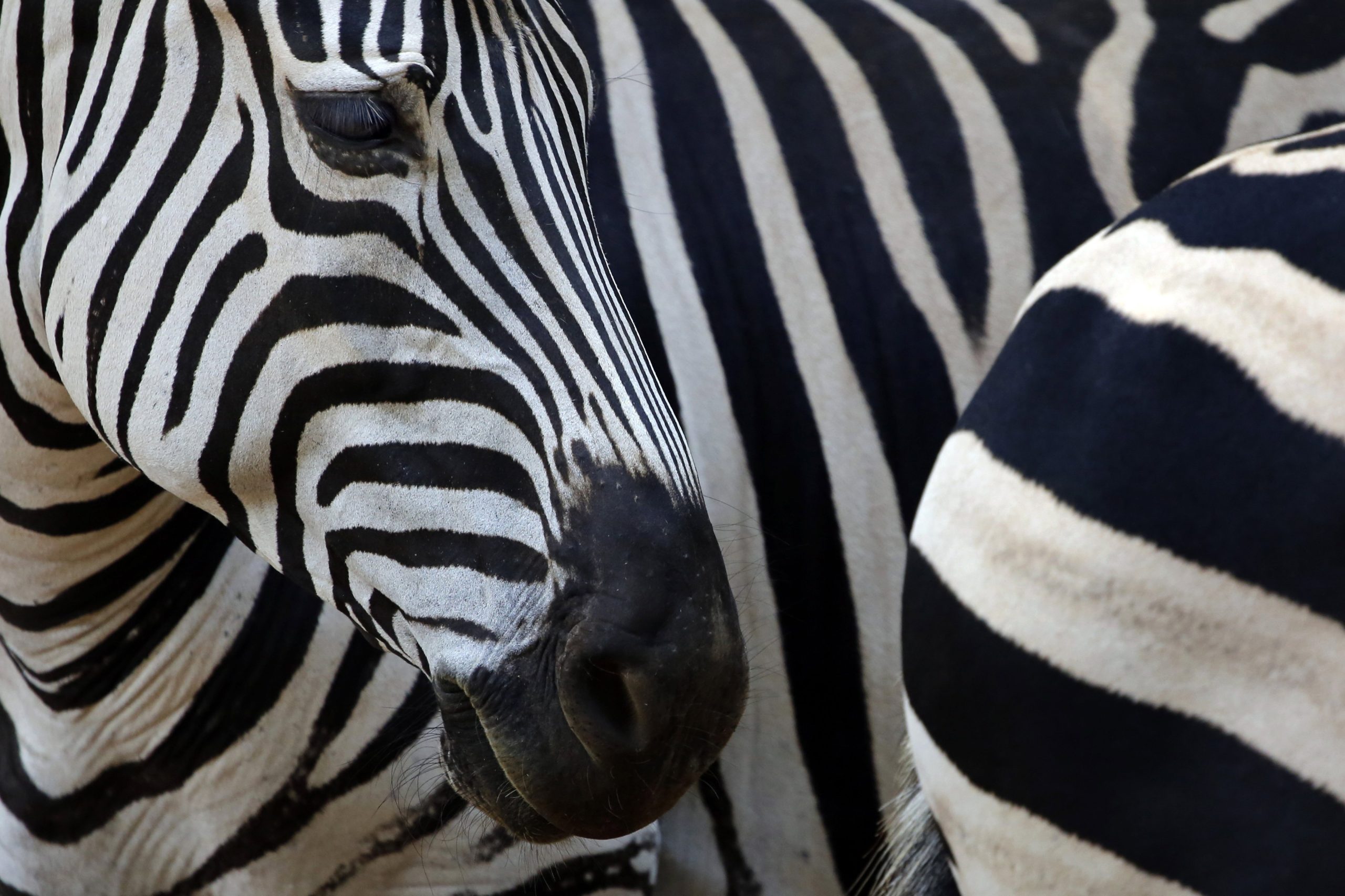 Unicórnios no Ocidente, Dragões na Ásia e Zebras em África