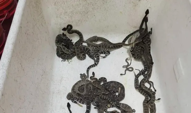 Mais de 90 cobras venenosas preparavam-se para hibernar em casa na Califórnia