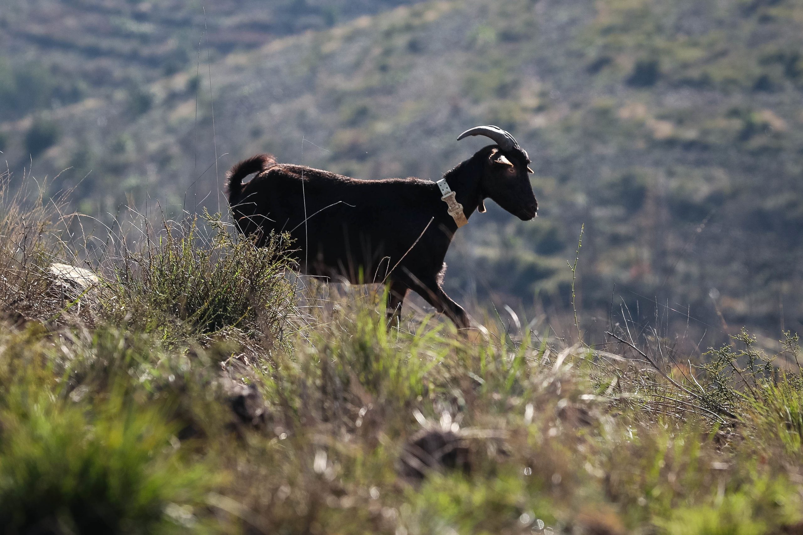 Ataque de “cães vadios” mata rebanho de cabras em exploração de Viana do Castelo