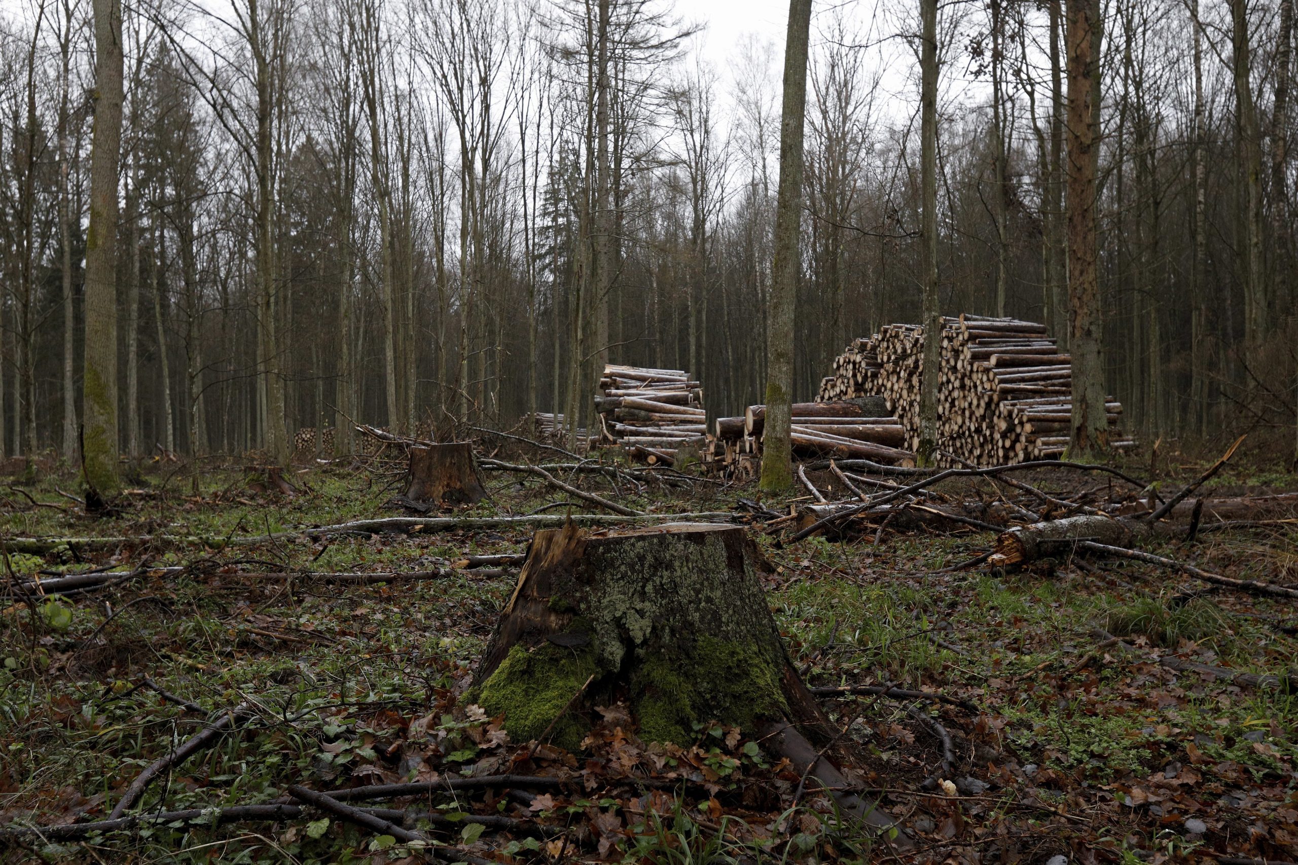 Tribunal Europeu condena Polónia por intervenção em floresta milenar