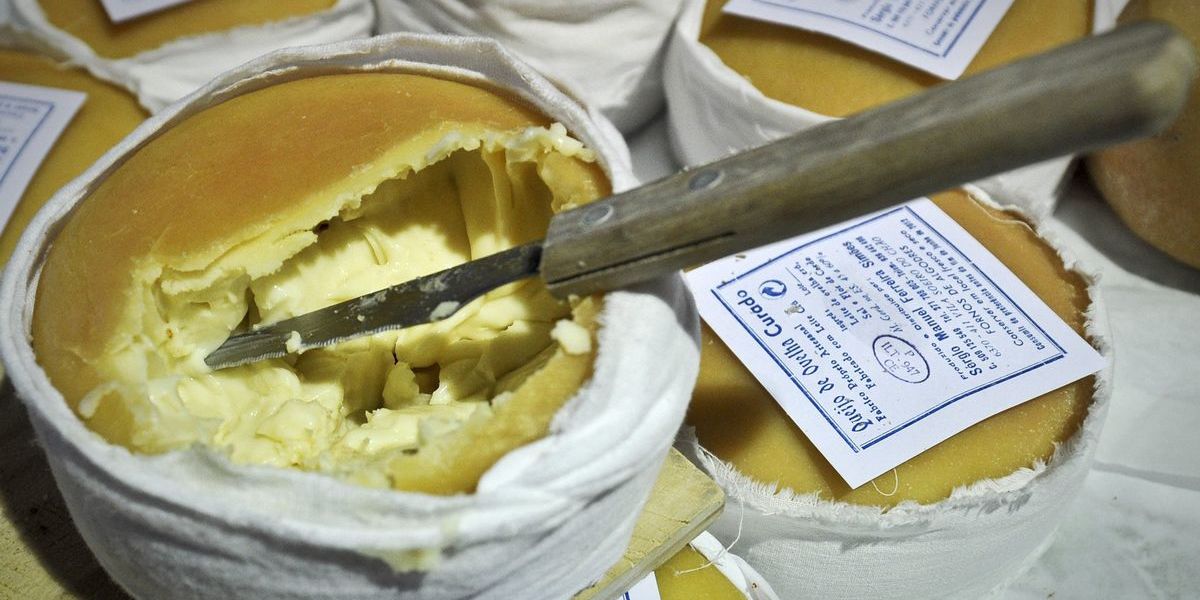 Investigadores da Faculdade de Ciências da Universidade do Porto querem proteger o Queijo da Serra