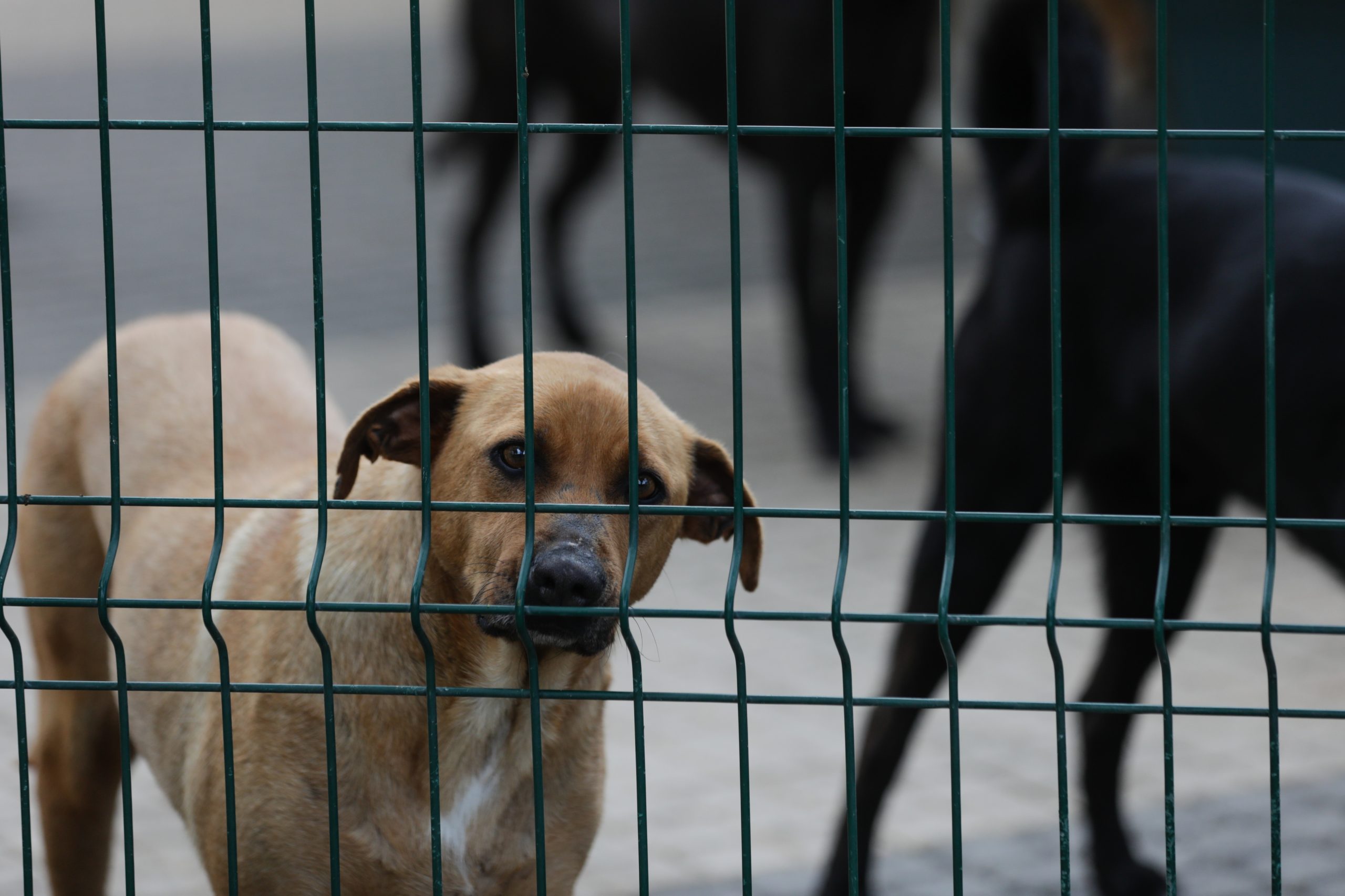 Santo Tirso suspende veterinário municipal após morte de 54 animais no incêndio