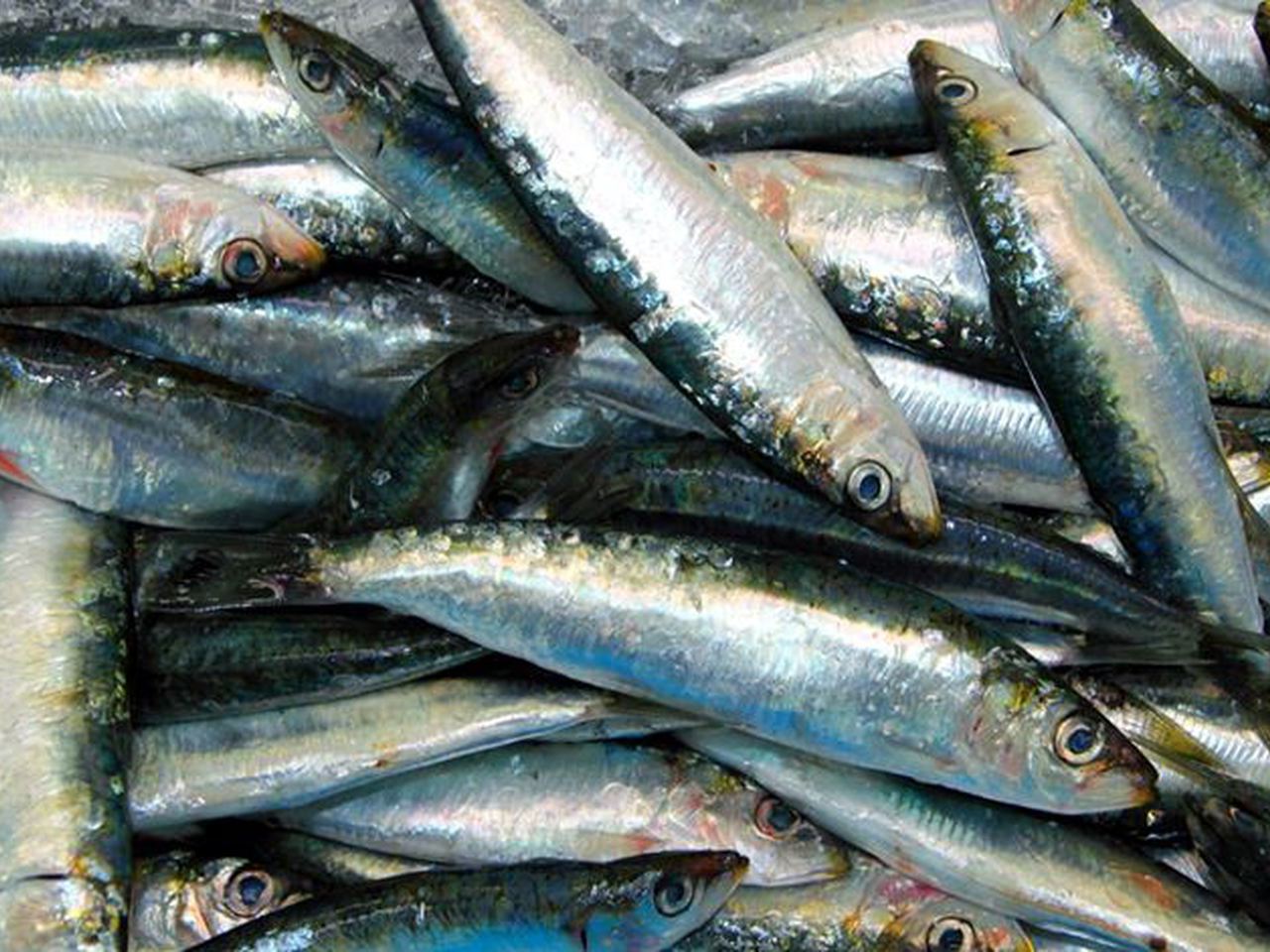 Pesca da sardinha deve ficar suspensa em 2018