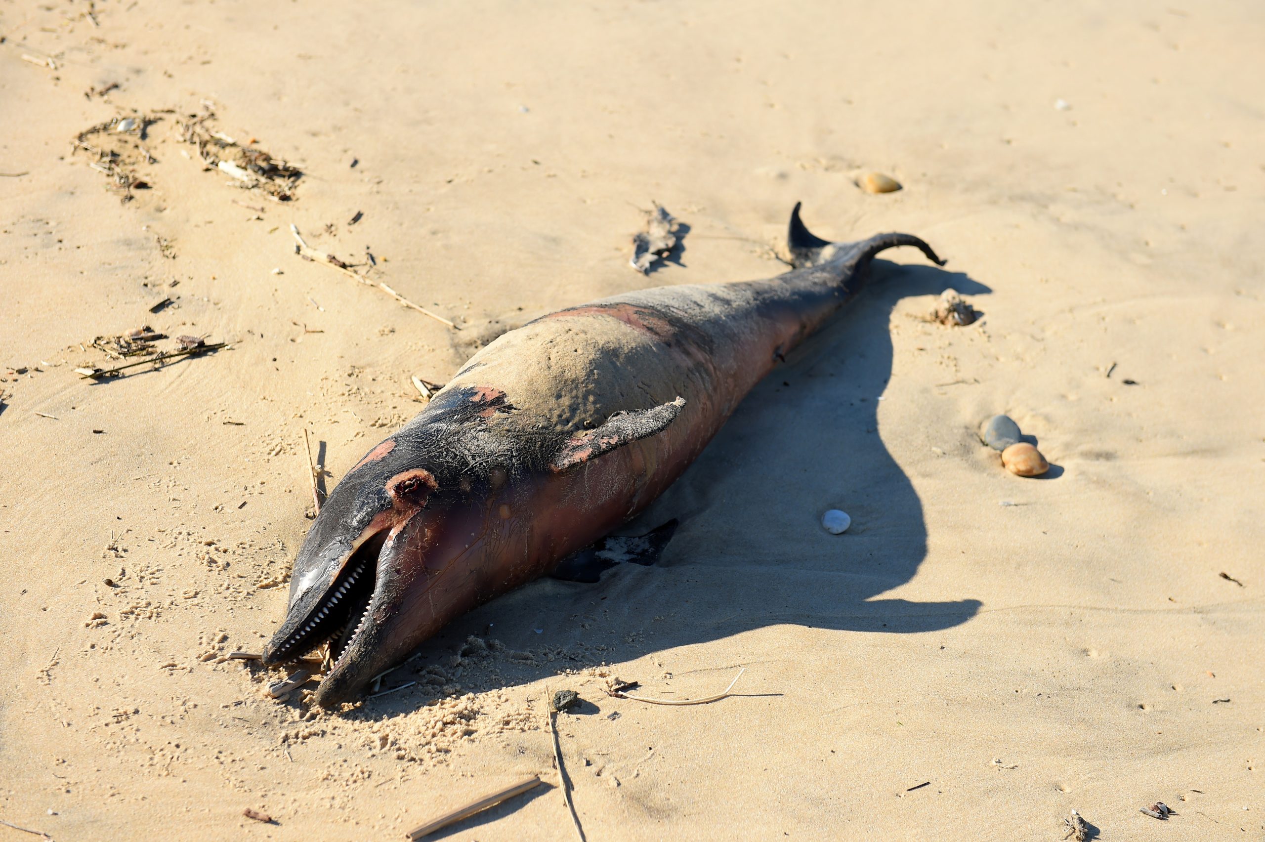 Há cada vez mais golfinhos mutilados a irem dar às praias da costa francesa