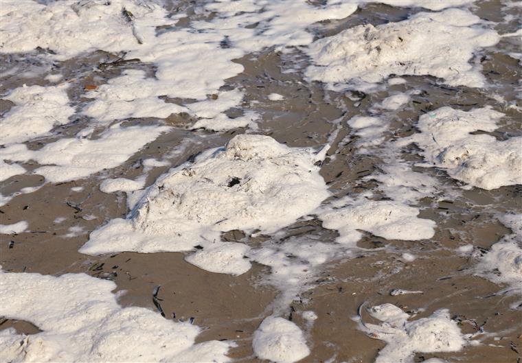 Ambientalistas querem acionamento de caução junto de Celtejo por descargas no Tejo