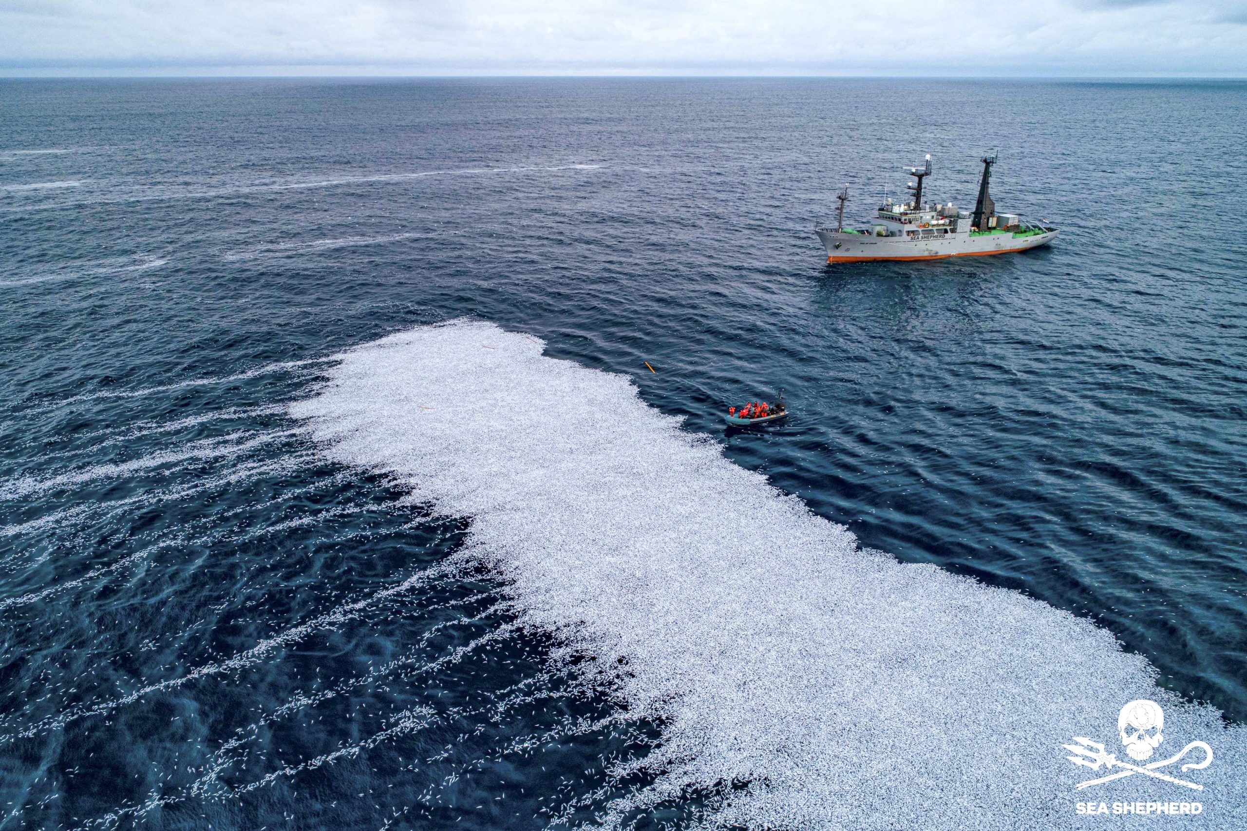 Barco despejou 100 mil peixes mortos junto à costa francesa. França considera ação “chocante”