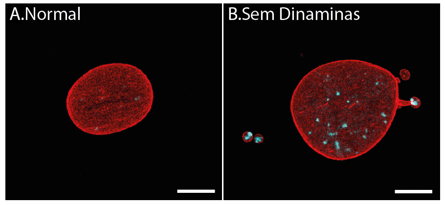 Investigadores de Coimbra identificam dinaminas como as “guardas do núcleo” que protegem o ADN e retardam o envelhecimento