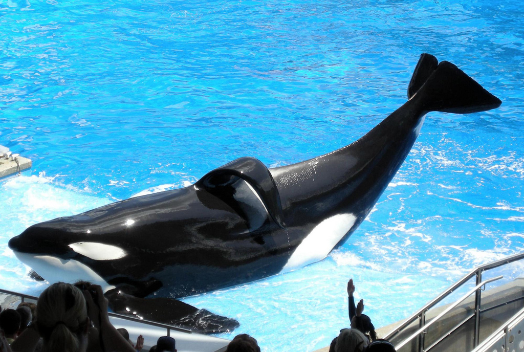 Baleia assassina do SeaWorld corre risco de vida