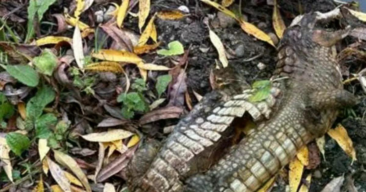 Reino Unido: Polícia resolve mistério de “crocodilo” encontrado num canal em Derbyshire