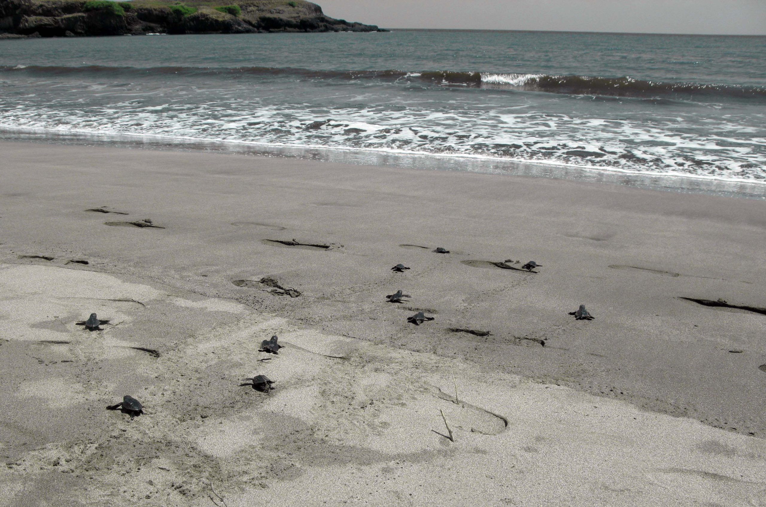 Mais de 109 mil ninhos de tartaruga durante última época de desova em Cabo Verde