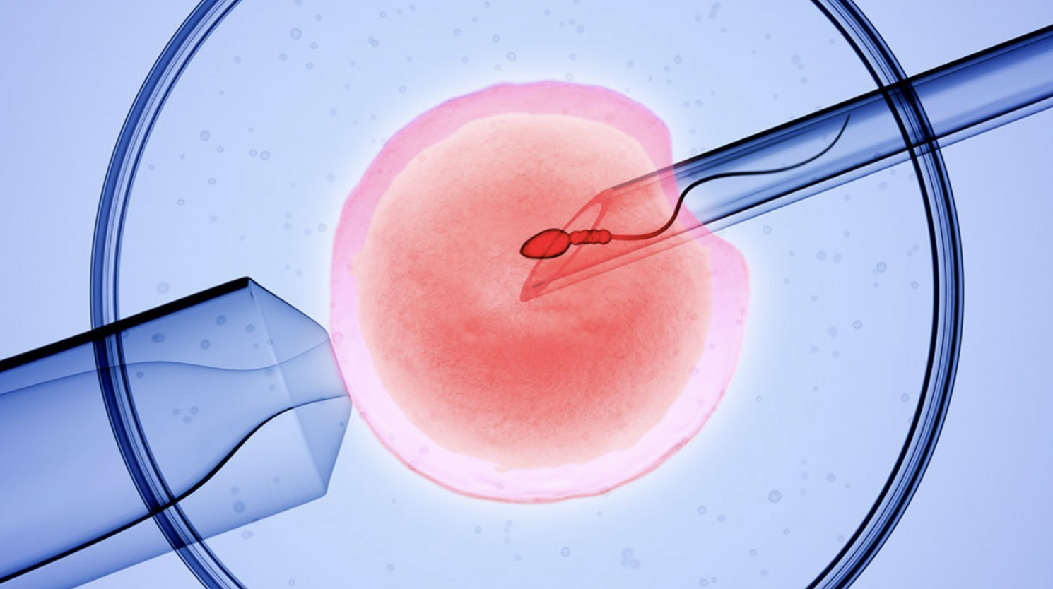 Oito bebés nascem saudáveis após fertilização in vitro com ADN de três pessoas