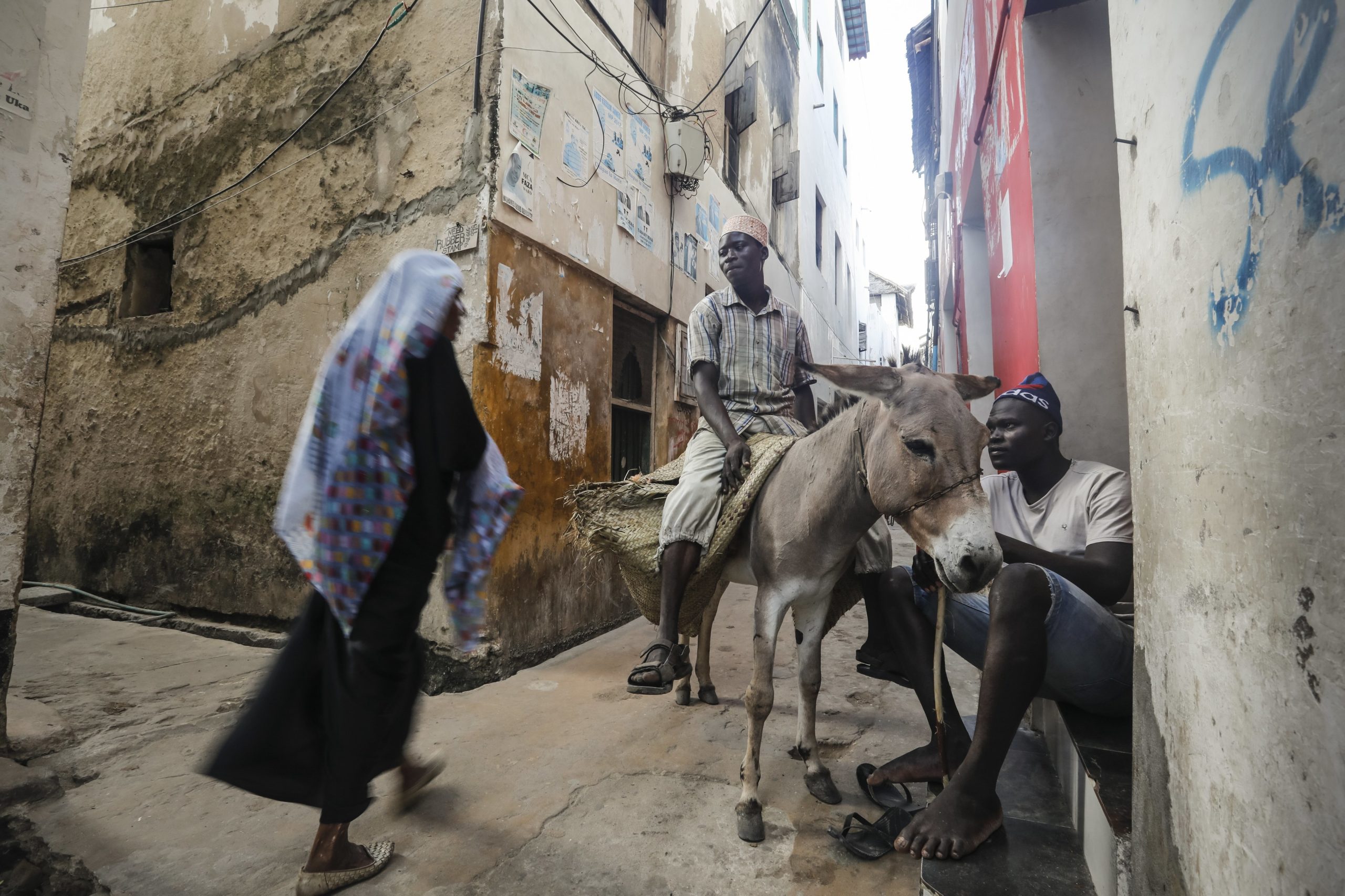 PETA apela ao Quénia para proibir comércio de peles de burro para a China