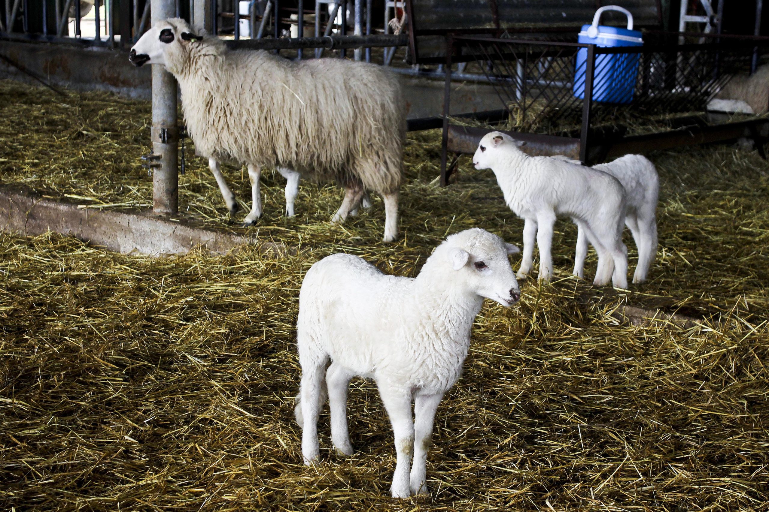Seca: Produtores de ovinos de Raça Mirandesa preocupados com alimentação do gado