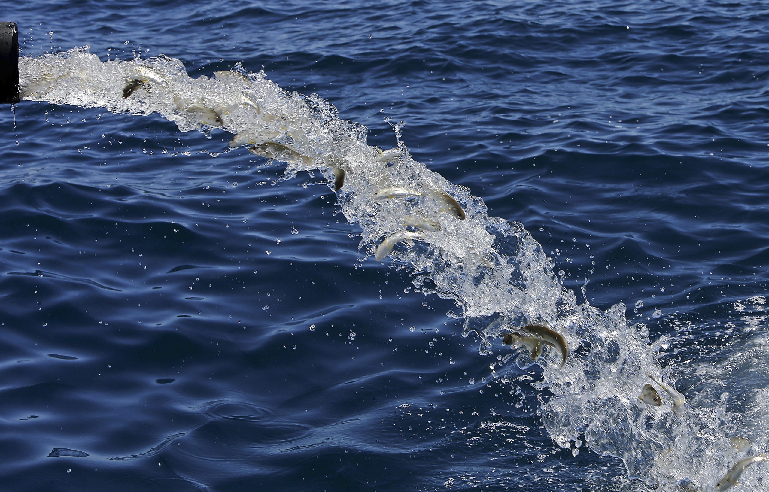 Ministros iniciam na terça-feira maratona para fixar possibilidades de pesca na União Europeia