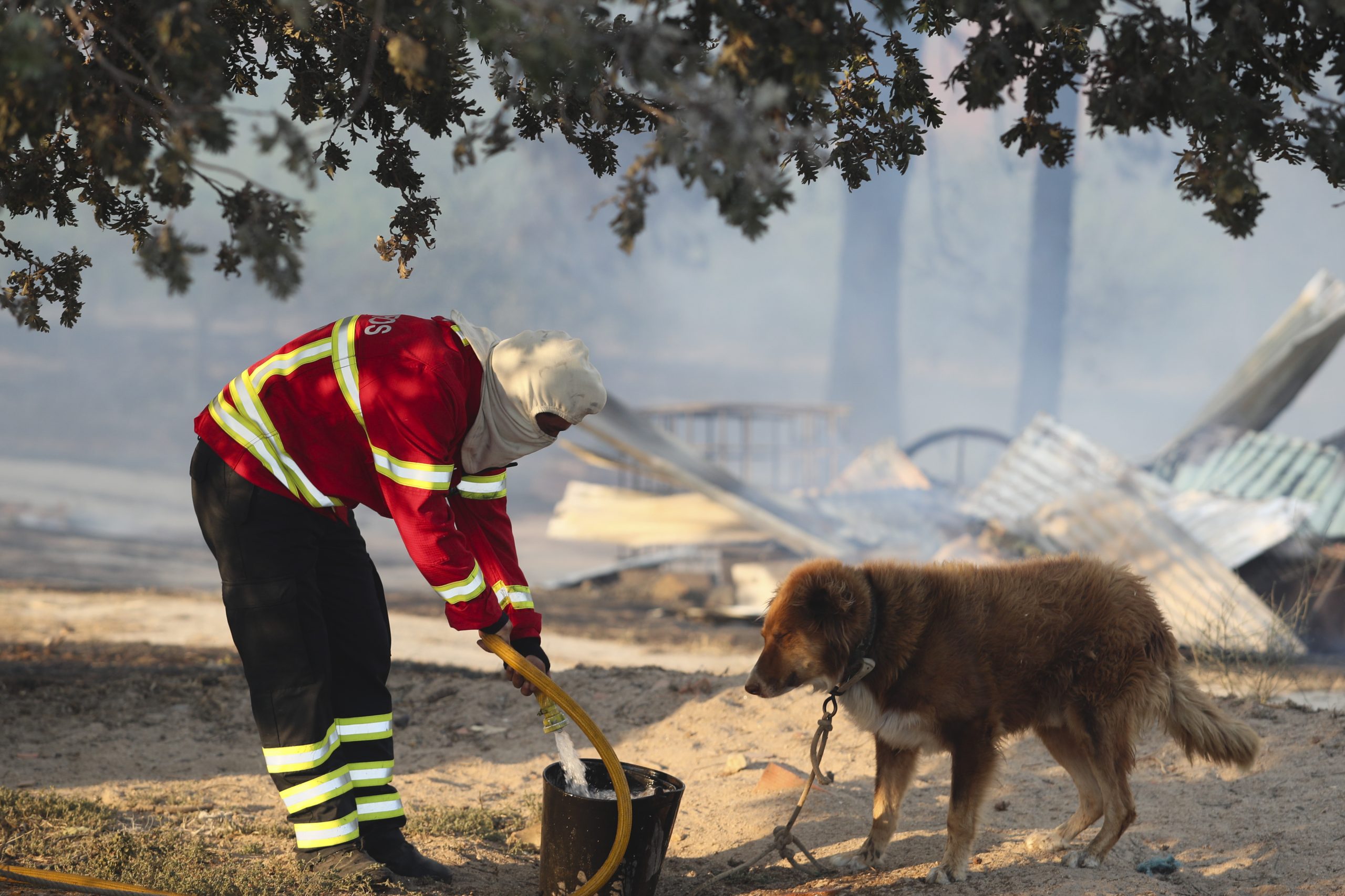 O fogo lavrou a terra e a manhã foi de desolação em Alijó