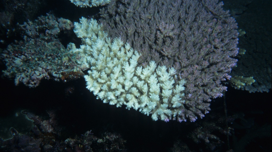 Corais do Mediterrâneo estão em perigo de extinção. Quais as medidas a tomar?