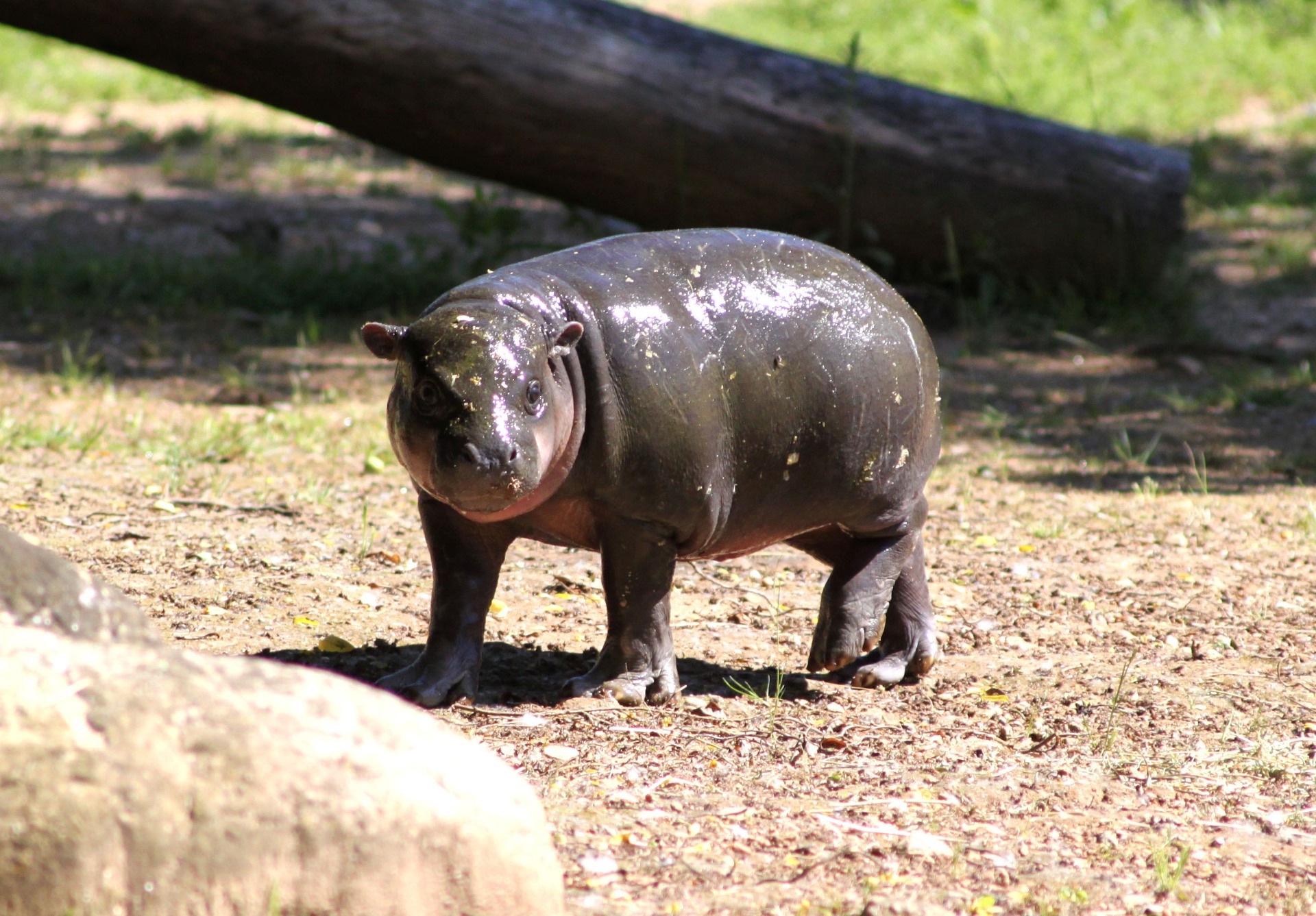 Há um novo bebé no zoo. A Valentina é um hipopótamo em vias de extinção e pode ser vista a partir de hoje em Gaia